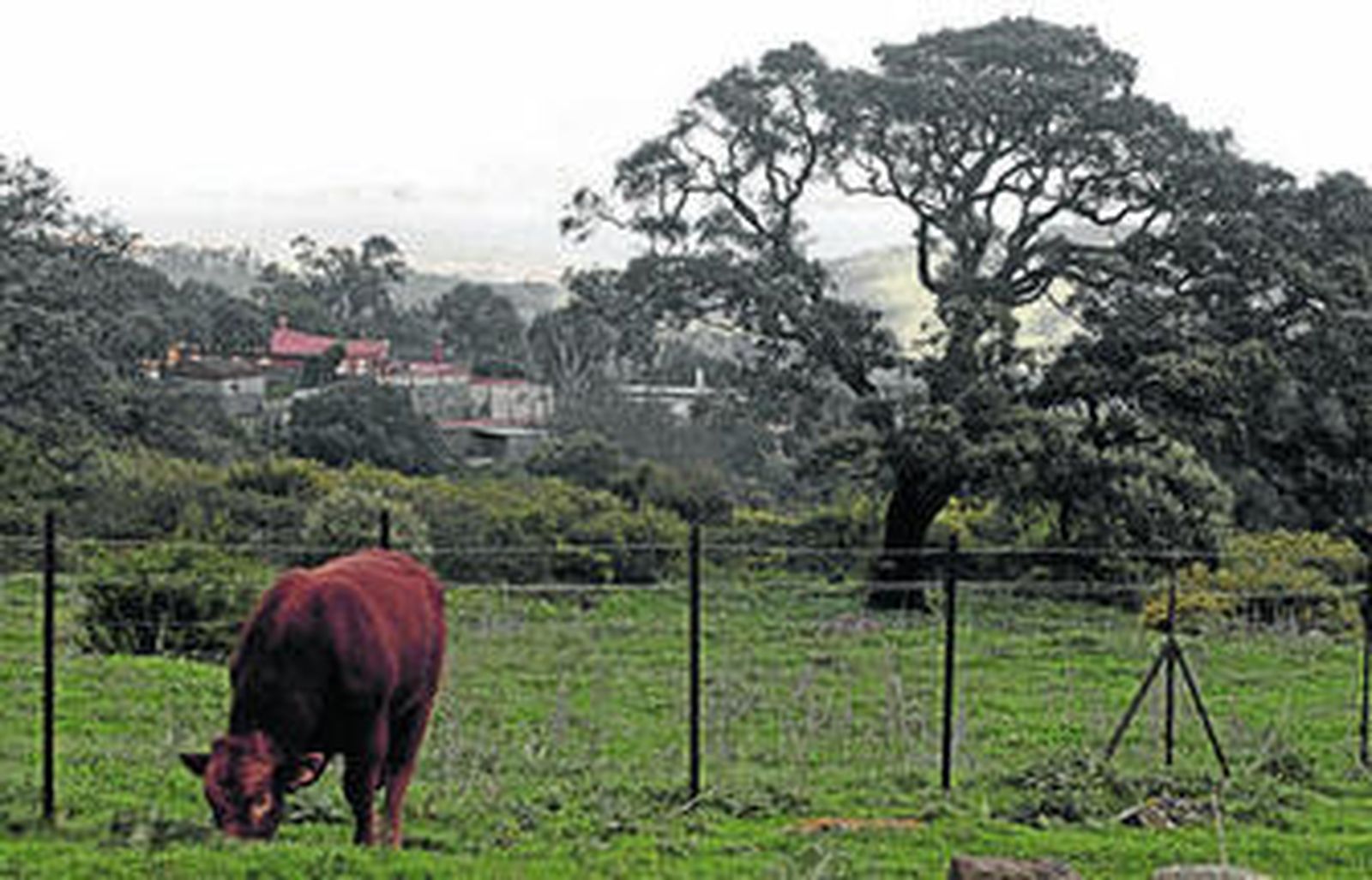 Un animal pasta en la barriada de Pelayo con la bahía y Gibraltar al fondo.