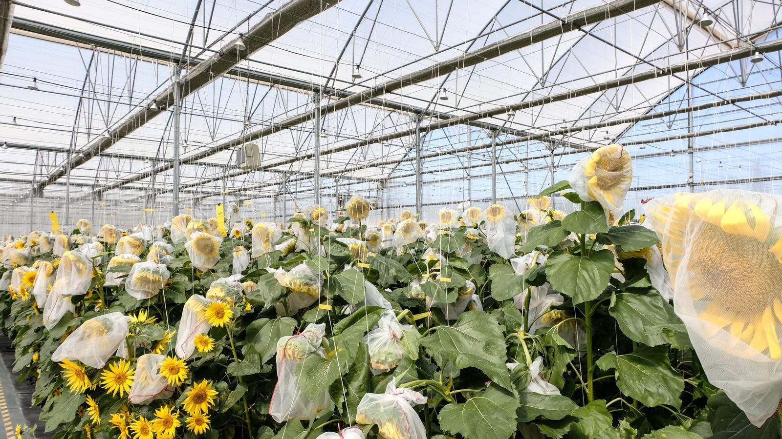 Invernaderos con cultivos de girasol en el centro de investigación de La Rinconada