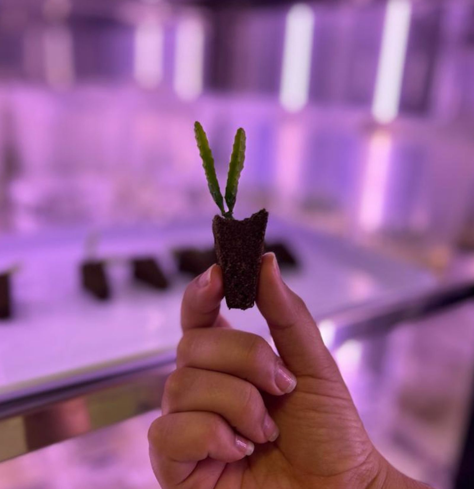 Pitaya desarrollada en los laboratorios de Hylogens mediante técnicas de cultivo in vitro.