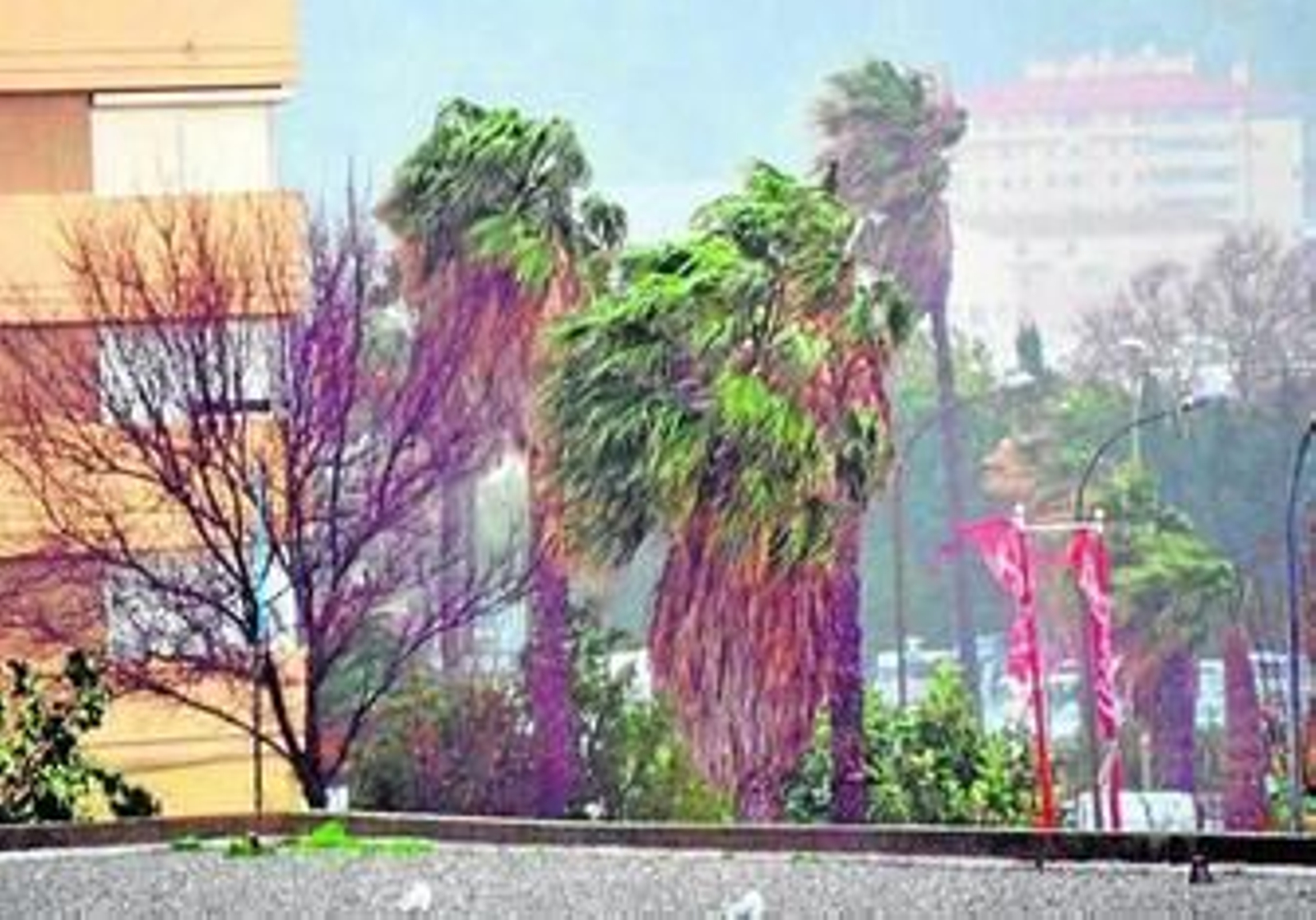 Las palmeras demuestran la fuerza del Poniente durante la tarde de ayer.