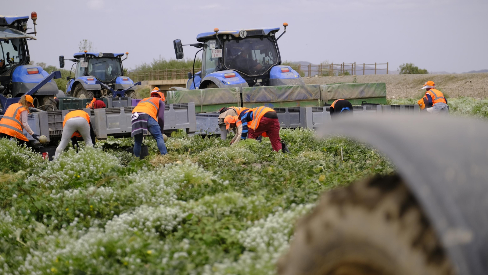 La sandía y el melón de Huércal Overa, manjares en imágenes