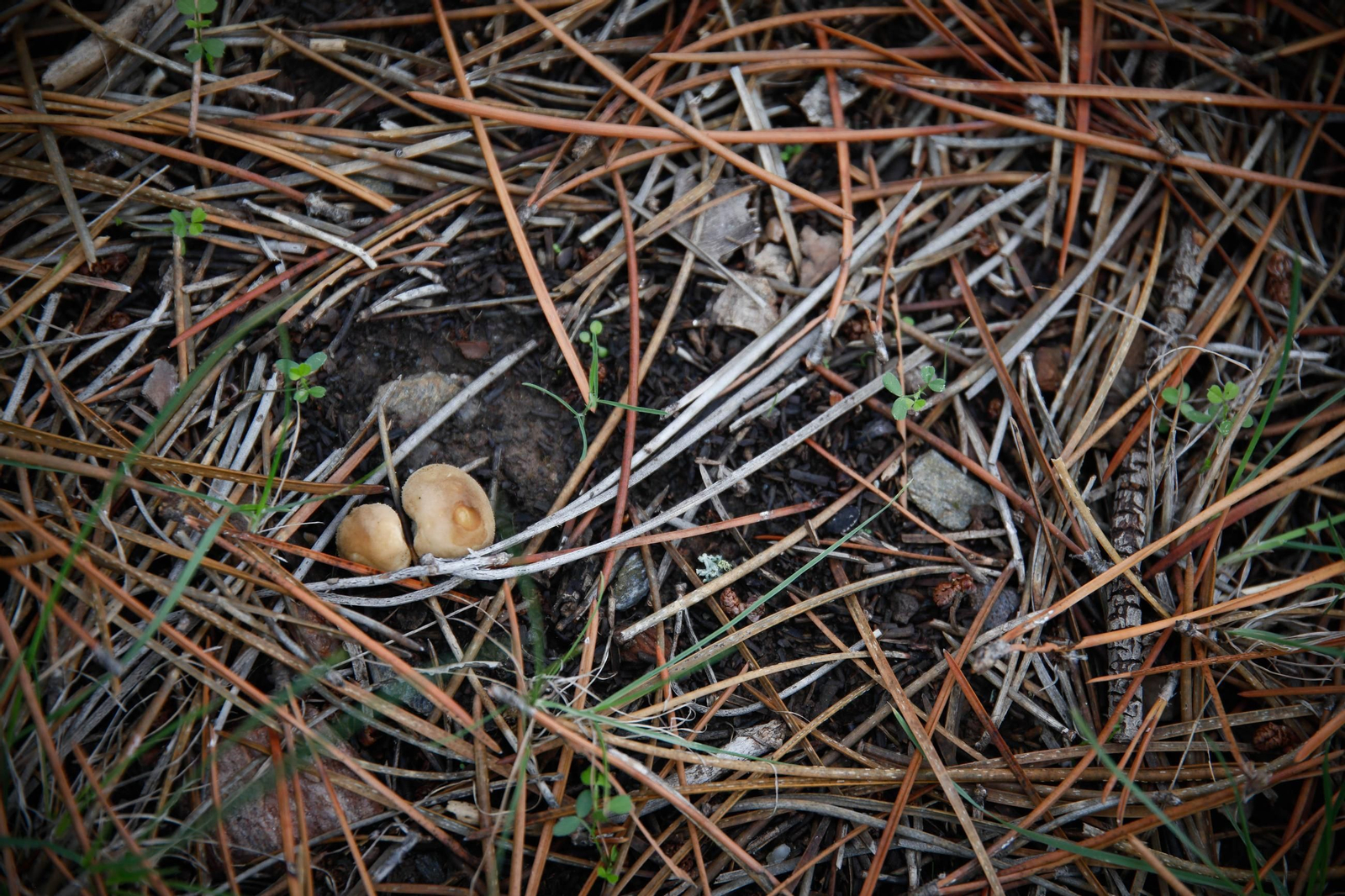 La ruta recolectora de setas en Abla por las XIX Jornadas Micológicas, en imágenes