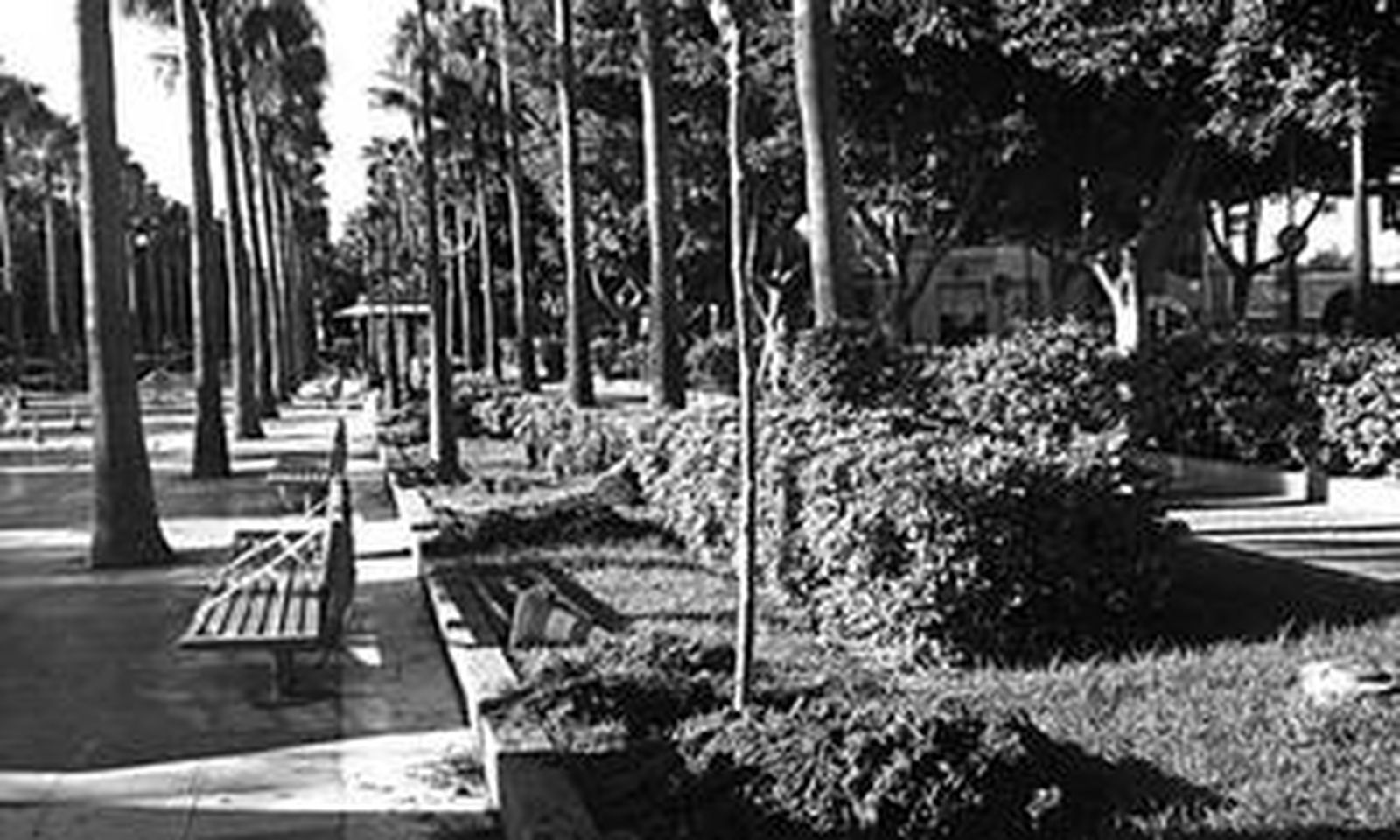 Las moreras se han plantado en el tramo de la Rambla comprendido por la Jesutinas y la Salle.