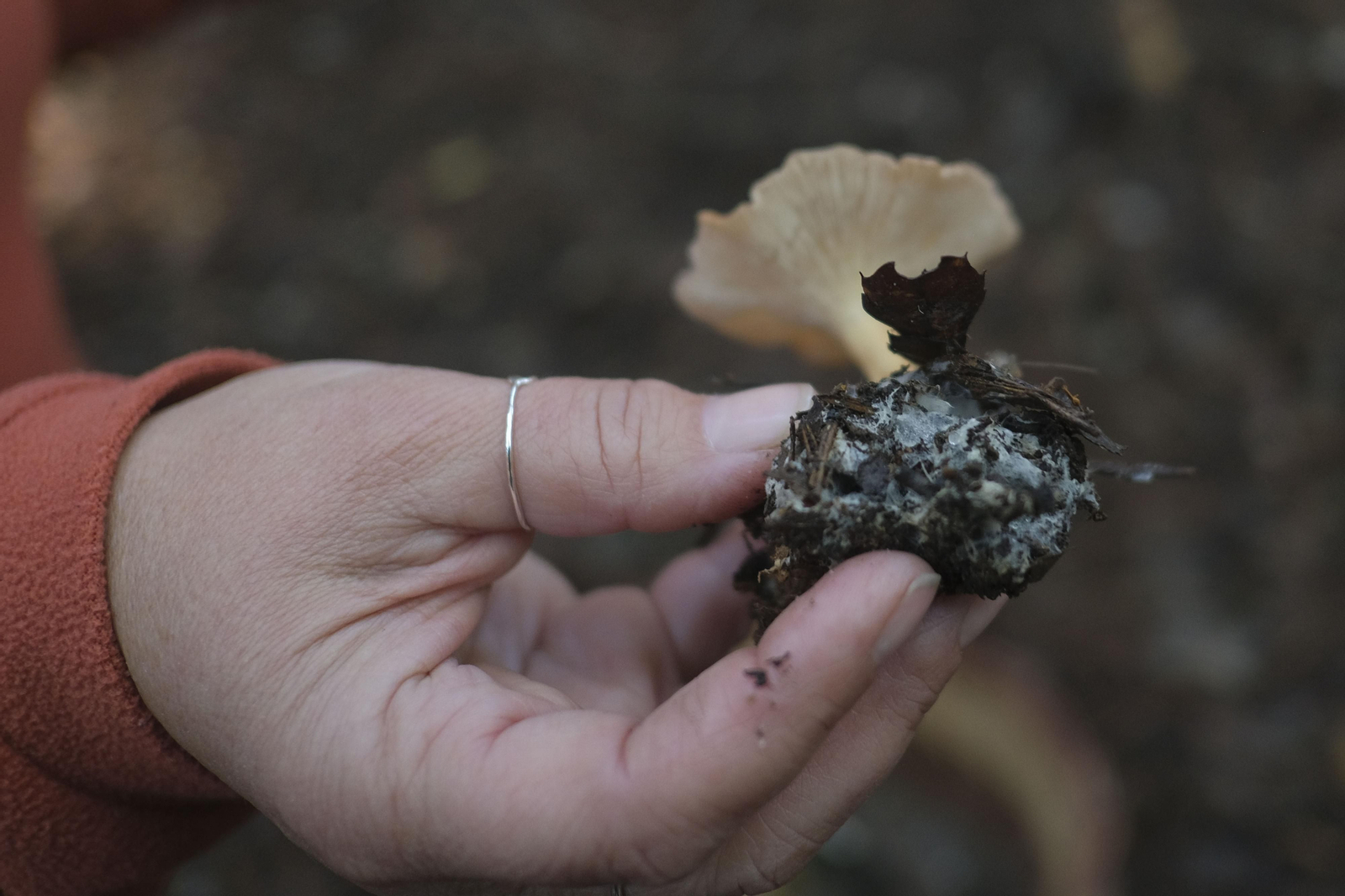 Mocología de la Serranía de Ronda, en fotos.
