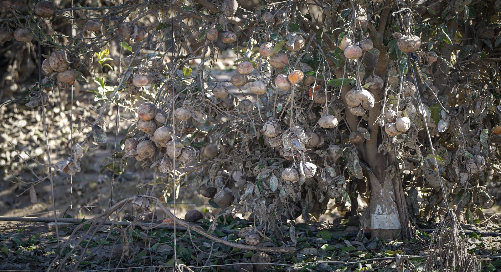 Imágenes de la visita de Juanma Moreno y el comisario europeo de Agricultura a los campos afectados por el temporal en Jerez