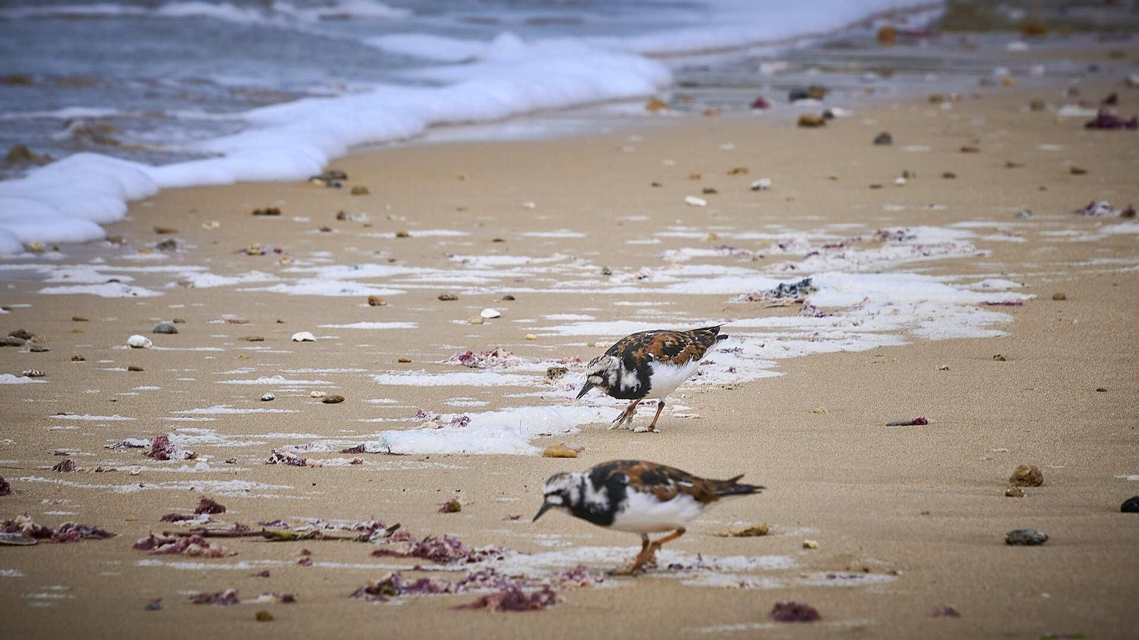 Estado de las playas de la capital