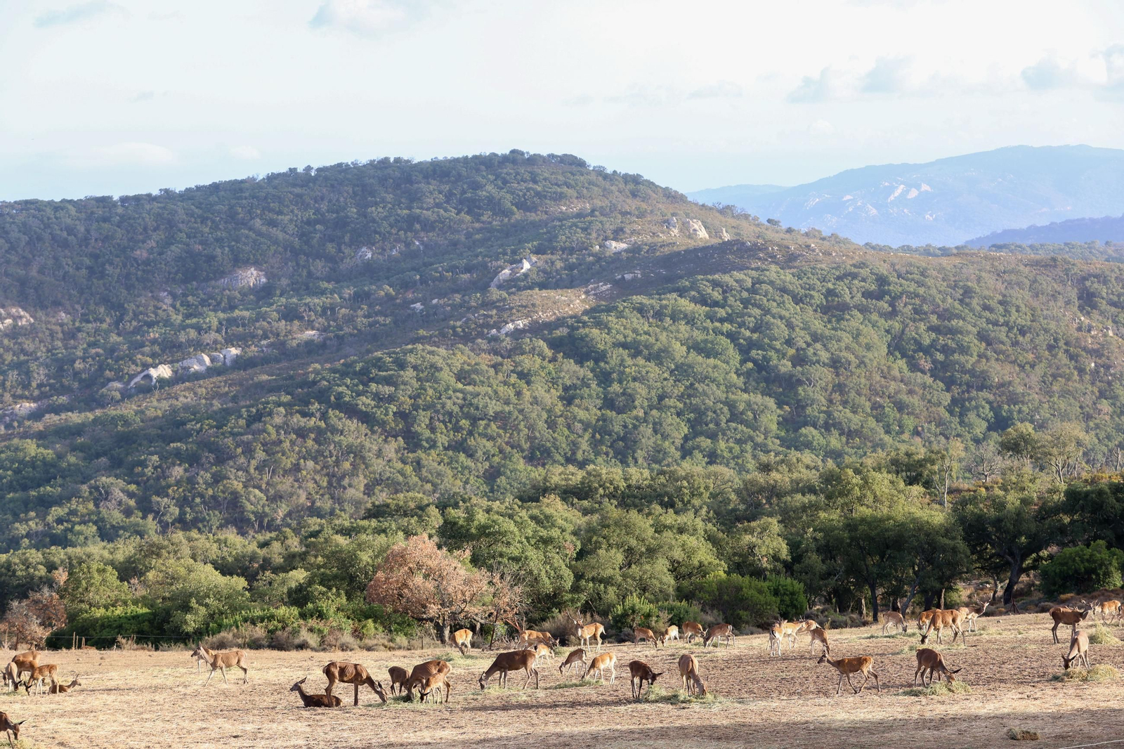 Fotos de la berrea en el Parque natural de Los Alcornocales