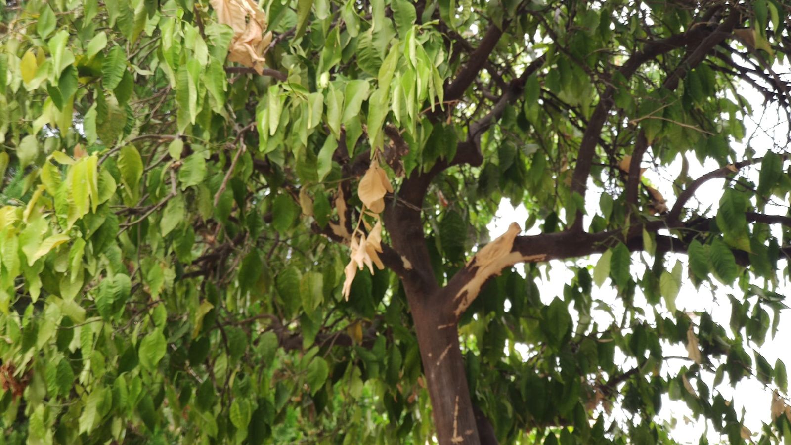 El otro naranjo, algo más verde pero también con síntomas de secarse.