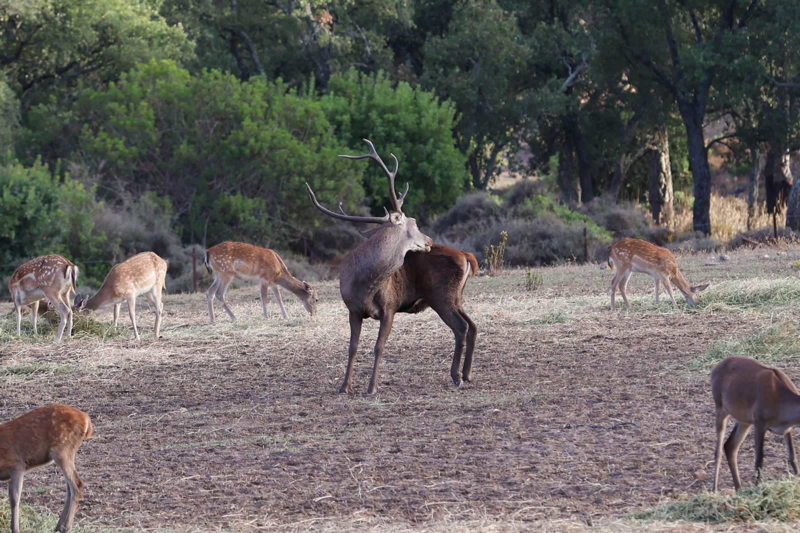 Fotos de la berrea en el Parque natural de Los Alcornocales