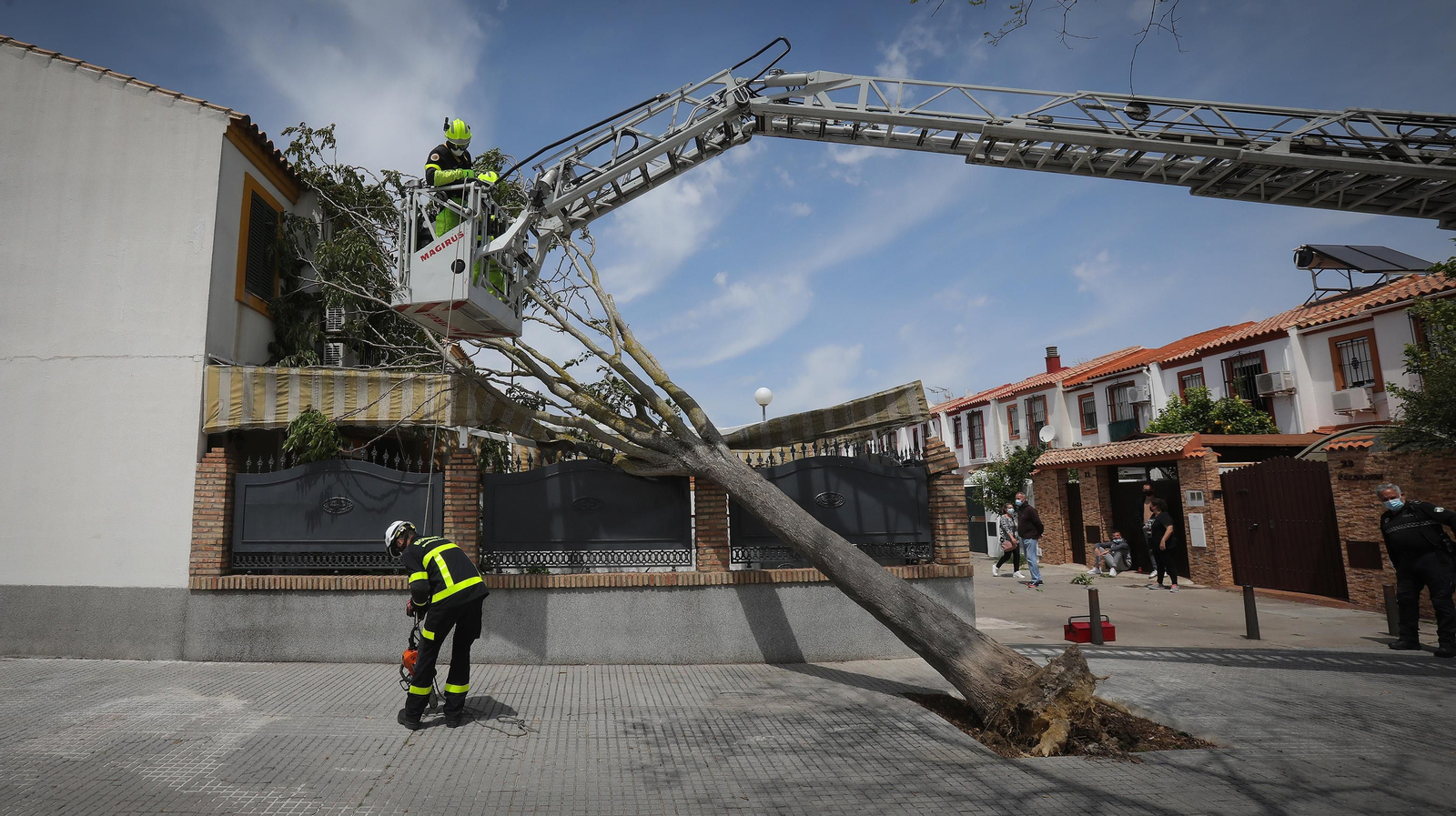 Cae un árbol en una casa por el fuerte temporal de viento que azota Jerez
