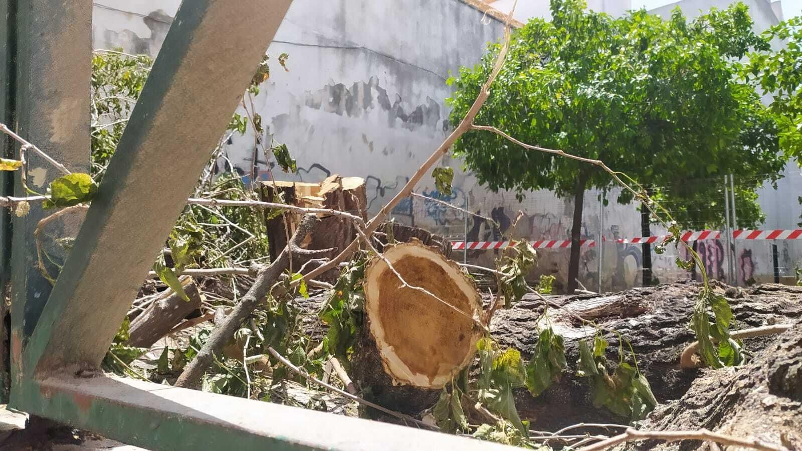 Uno de los árboles talados en la plaza Salvador Allende. Uno de los árboles talados en la plaza Salvador Allende.