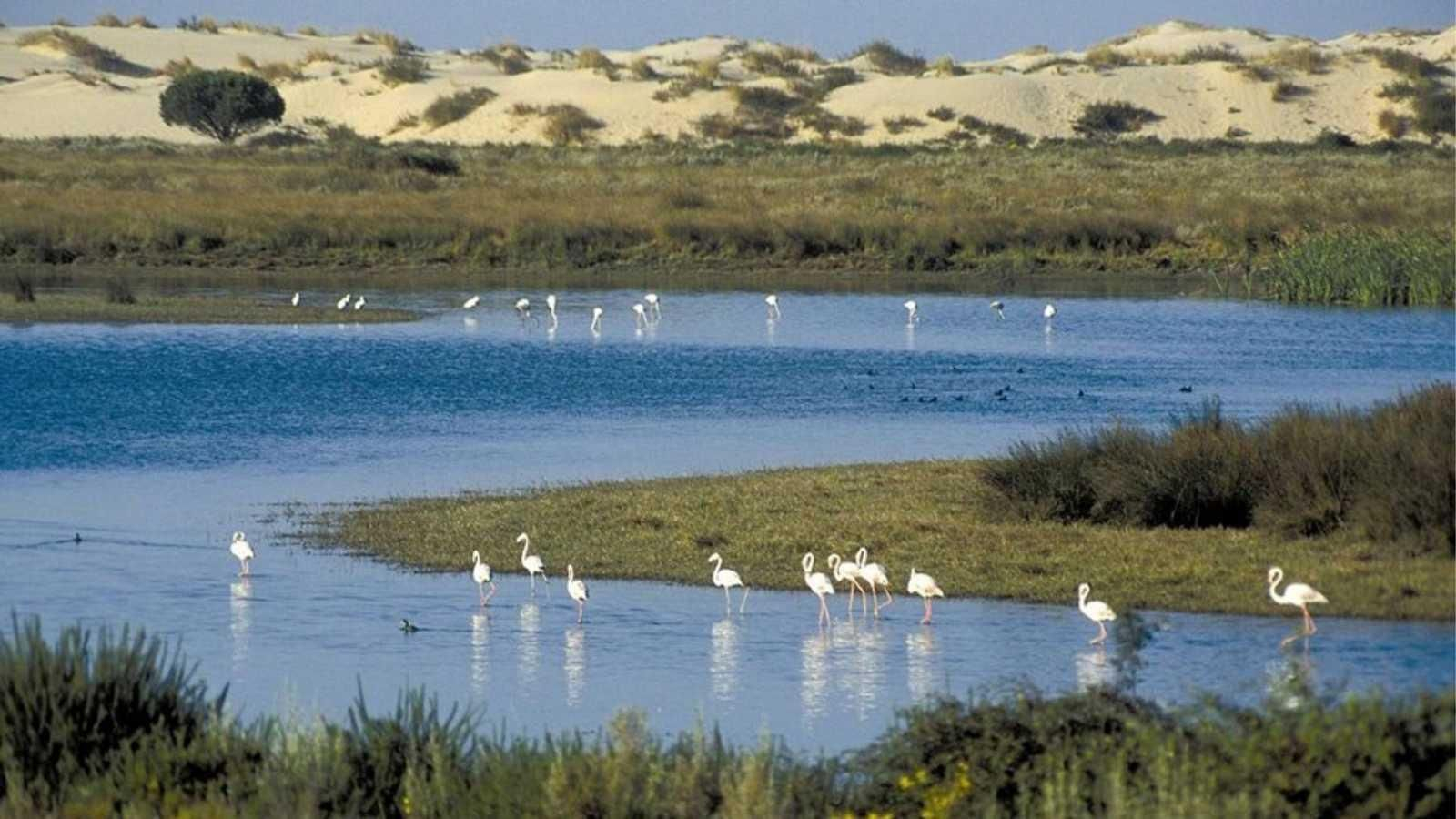 Una de las lagunas del Parque Nacional de Doñana.