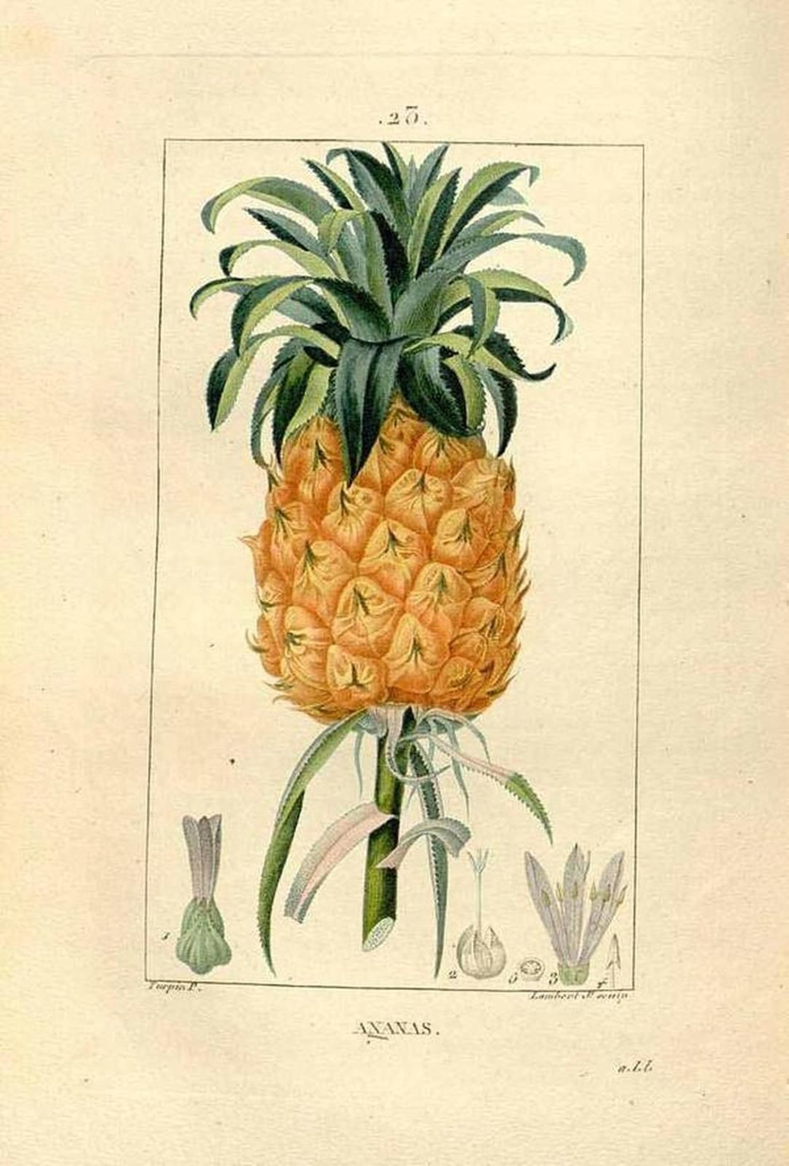 Piña. Fuente: IAPH.