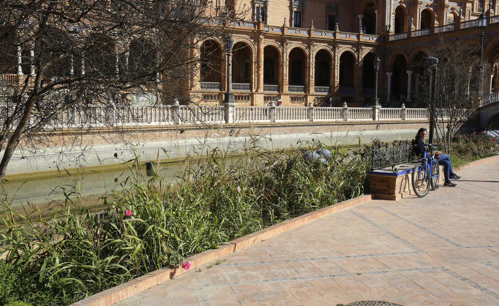 Mal estado de los arriates y plantas en la Plaza de España