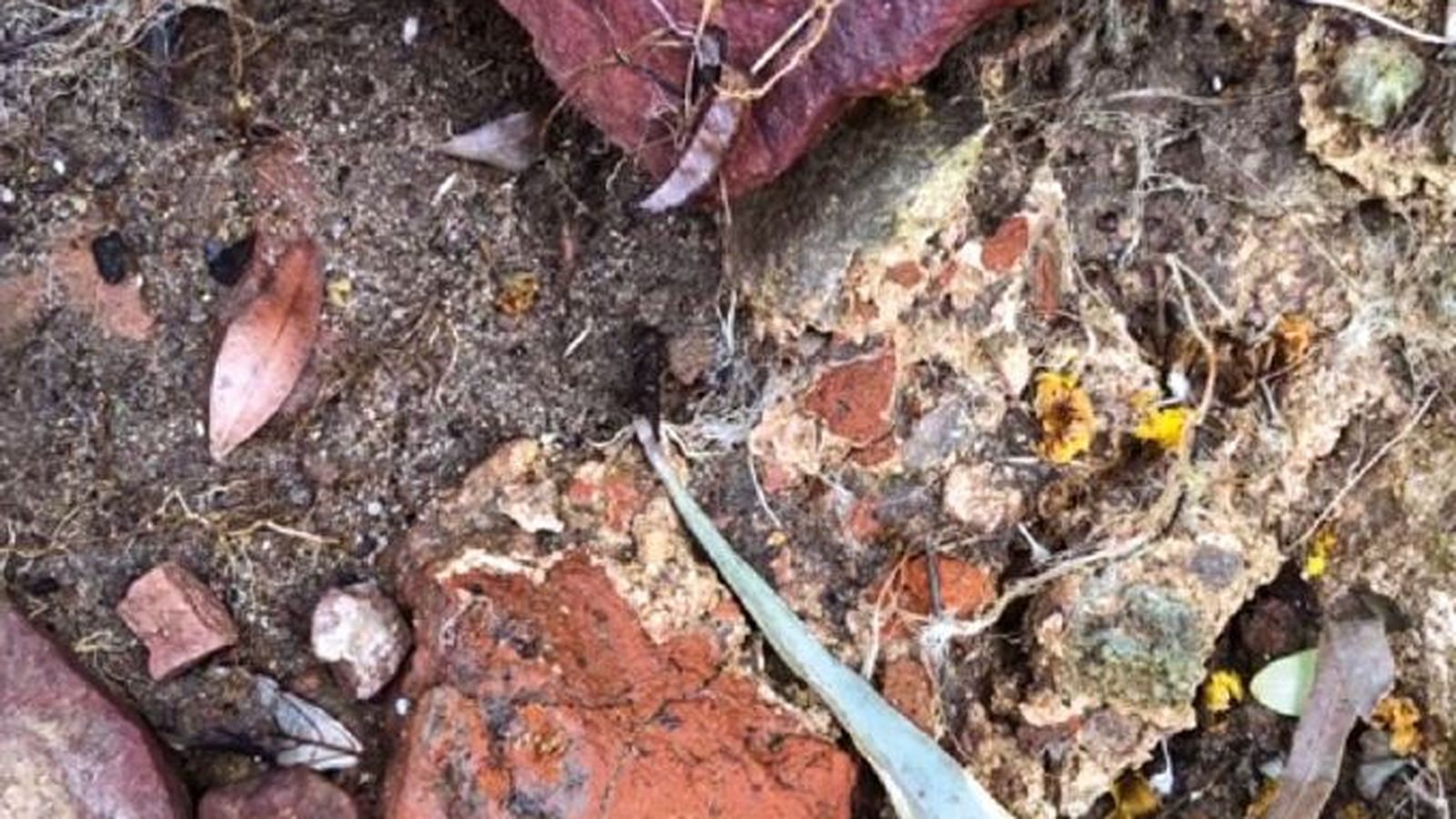 Fragmento de opus signinum en las inmediaciones de La Almadraba