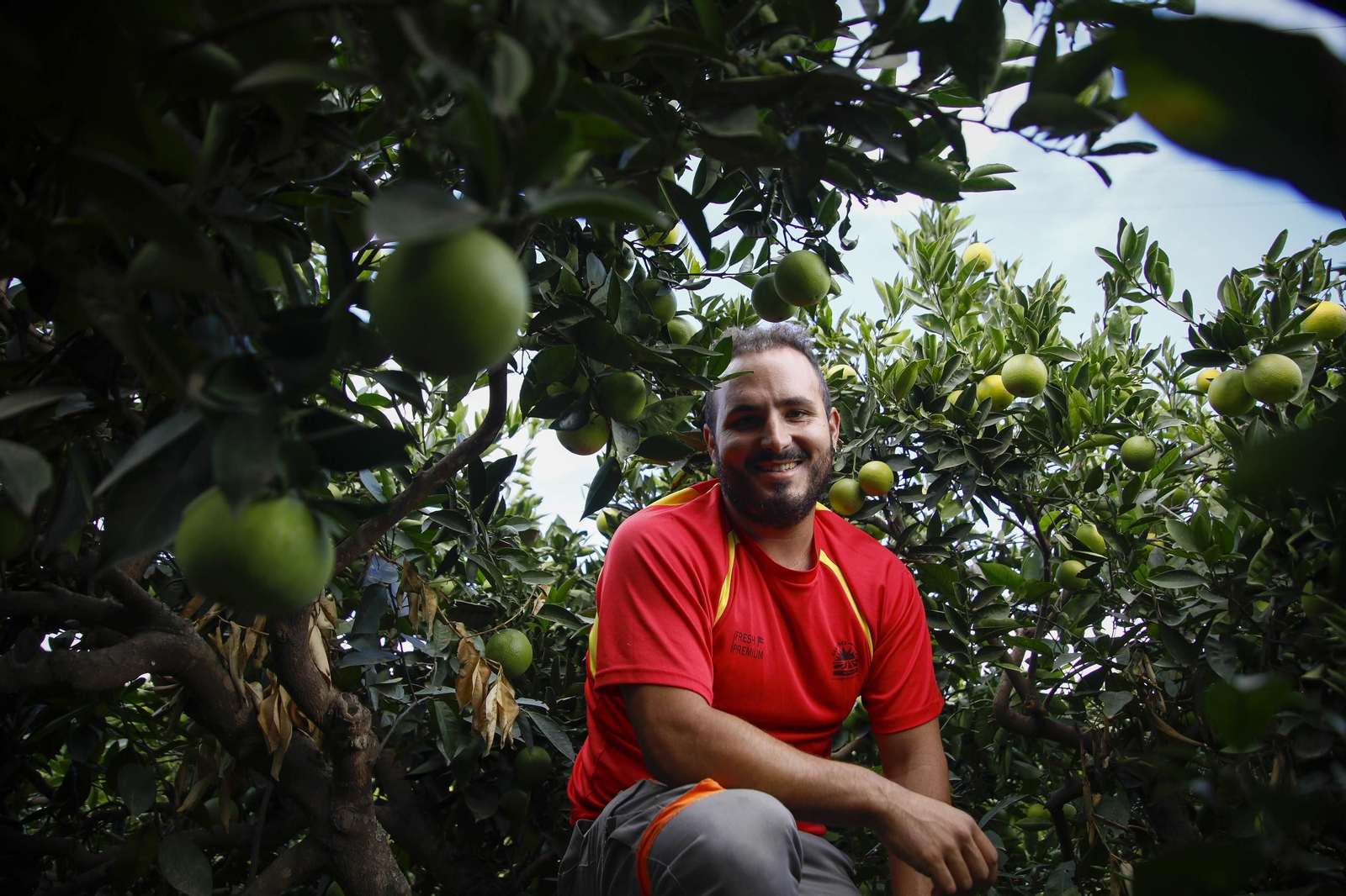 Las naranjas de Íllar, en imágenes