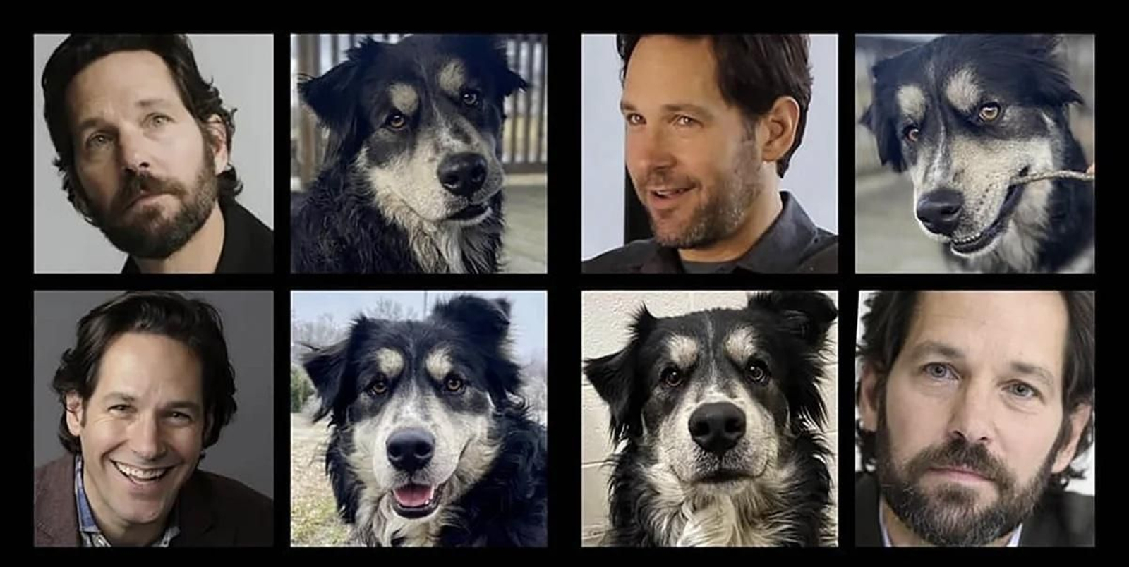 Un perro consigue una gran avalancha de solicitudes de adopción por su parecido físico a este actor de Marvel