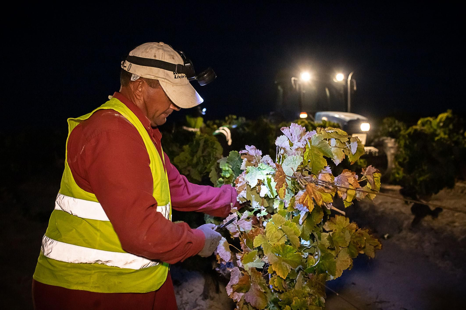 La vendimia nocturna de Tío Pepe