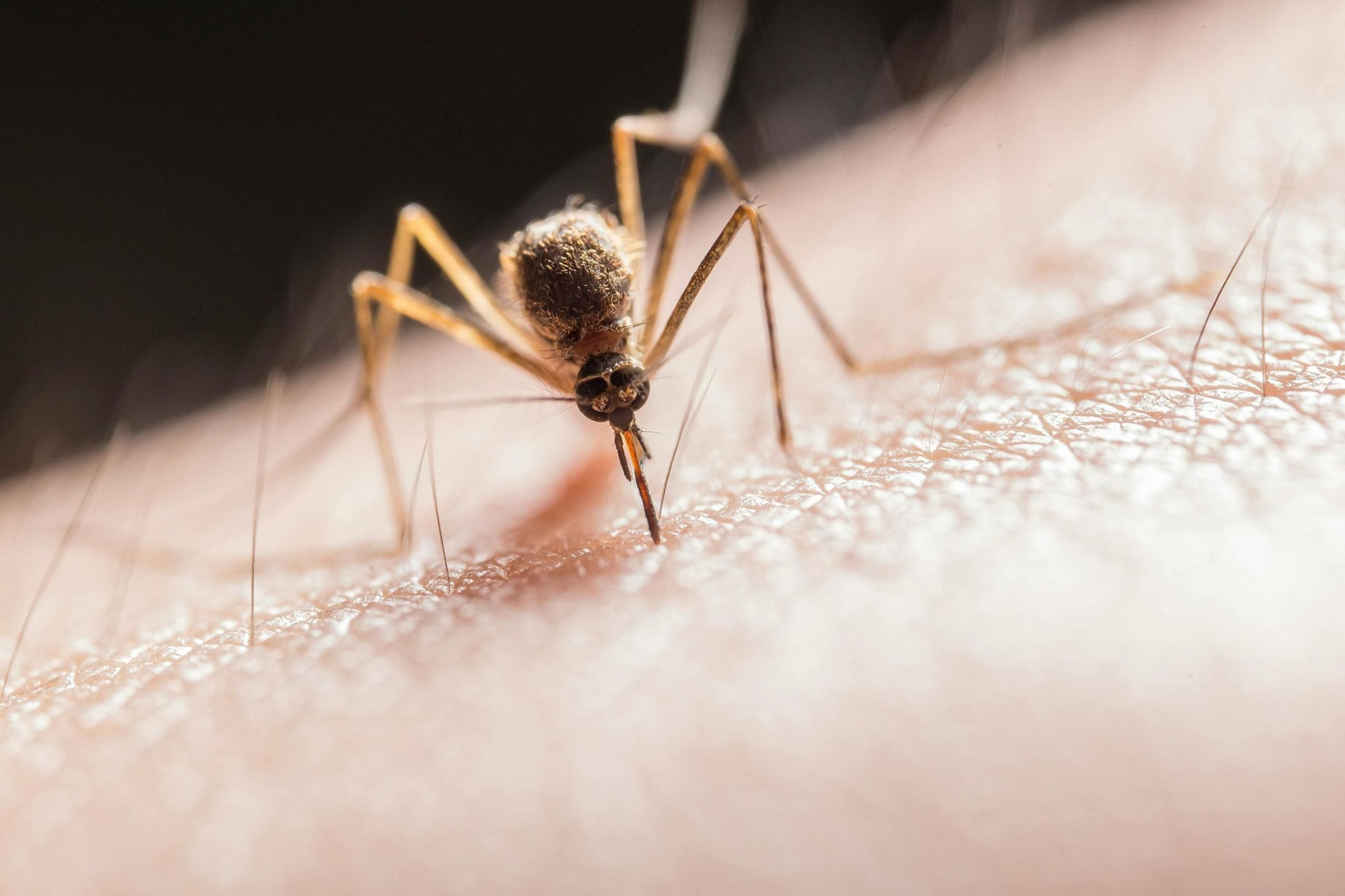 Mosquito del virus del Nilo.