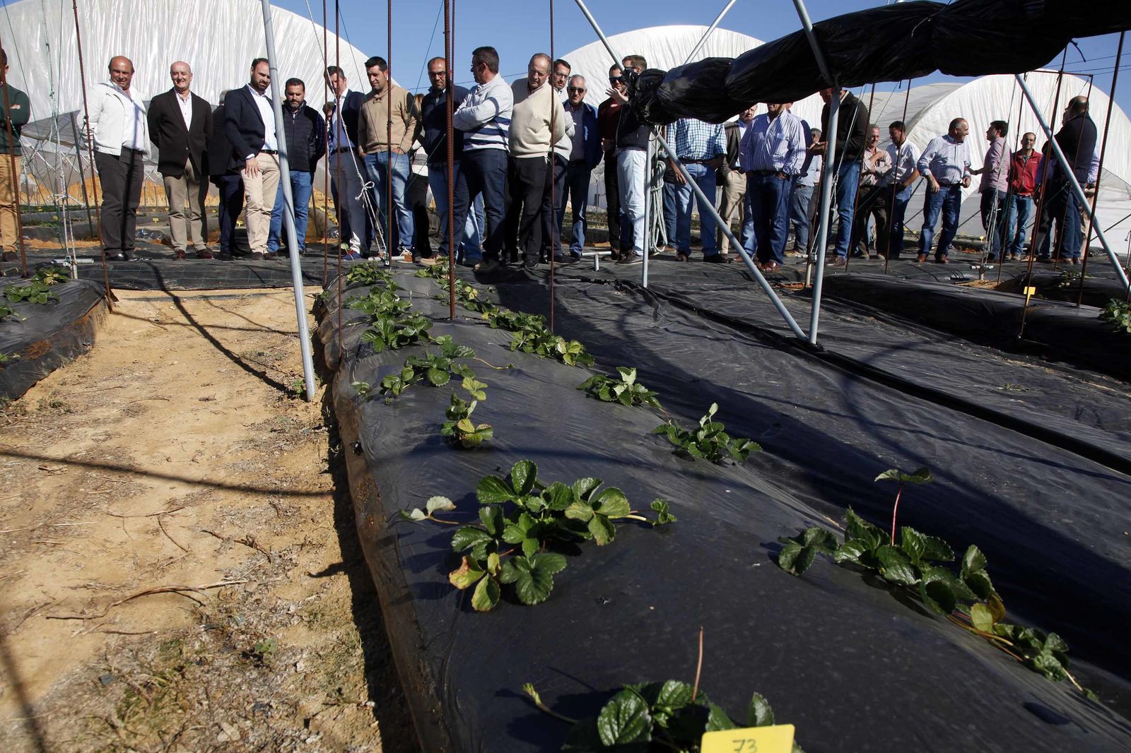 Inauguración de la finca experimental de  Onubafruit