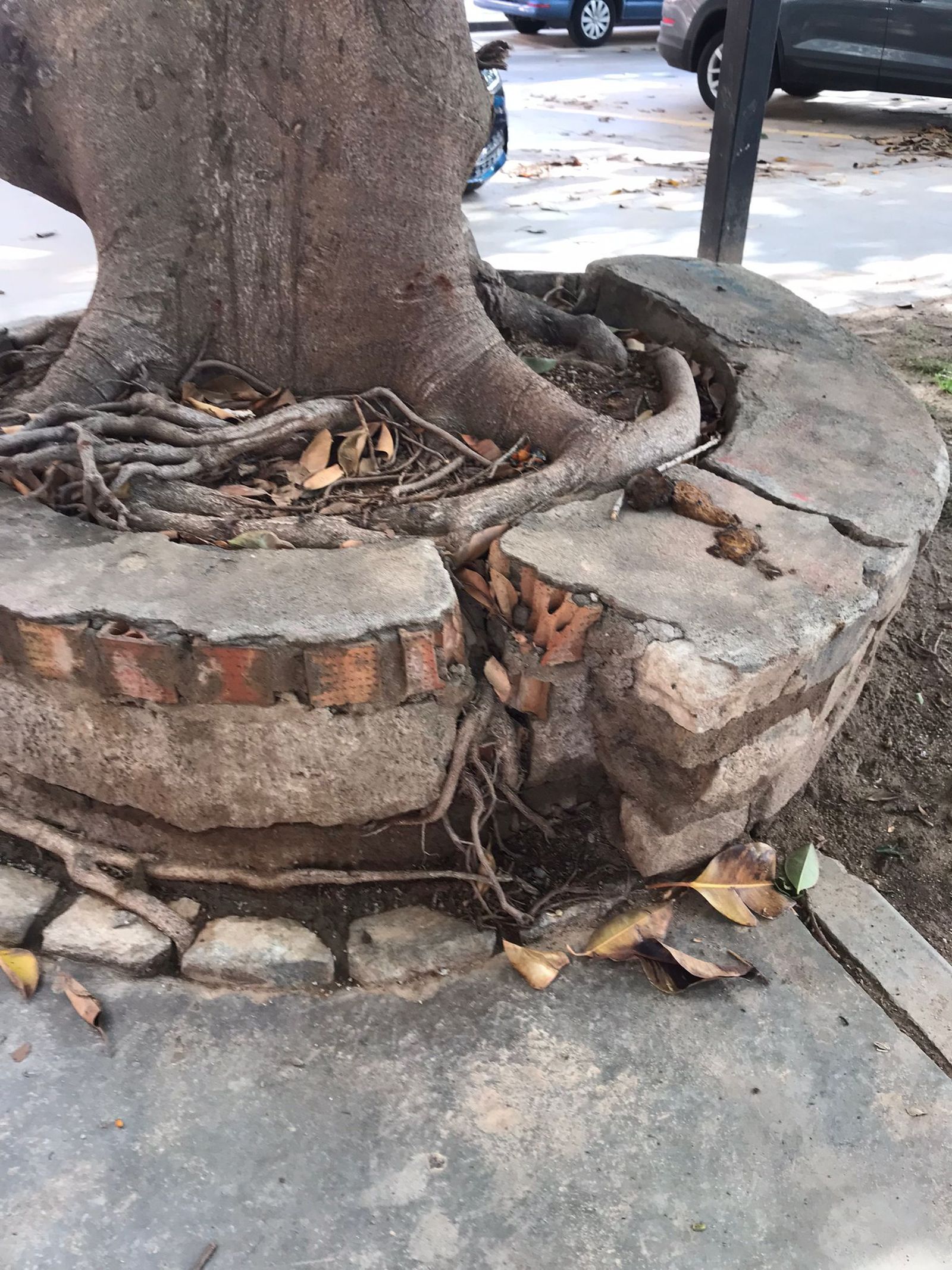 Las raíces del ficus han reventado el muro de cemento y piedras que le habían construido alrededor para controlar el crecimiento de las mismas y evitar que levantara la acera