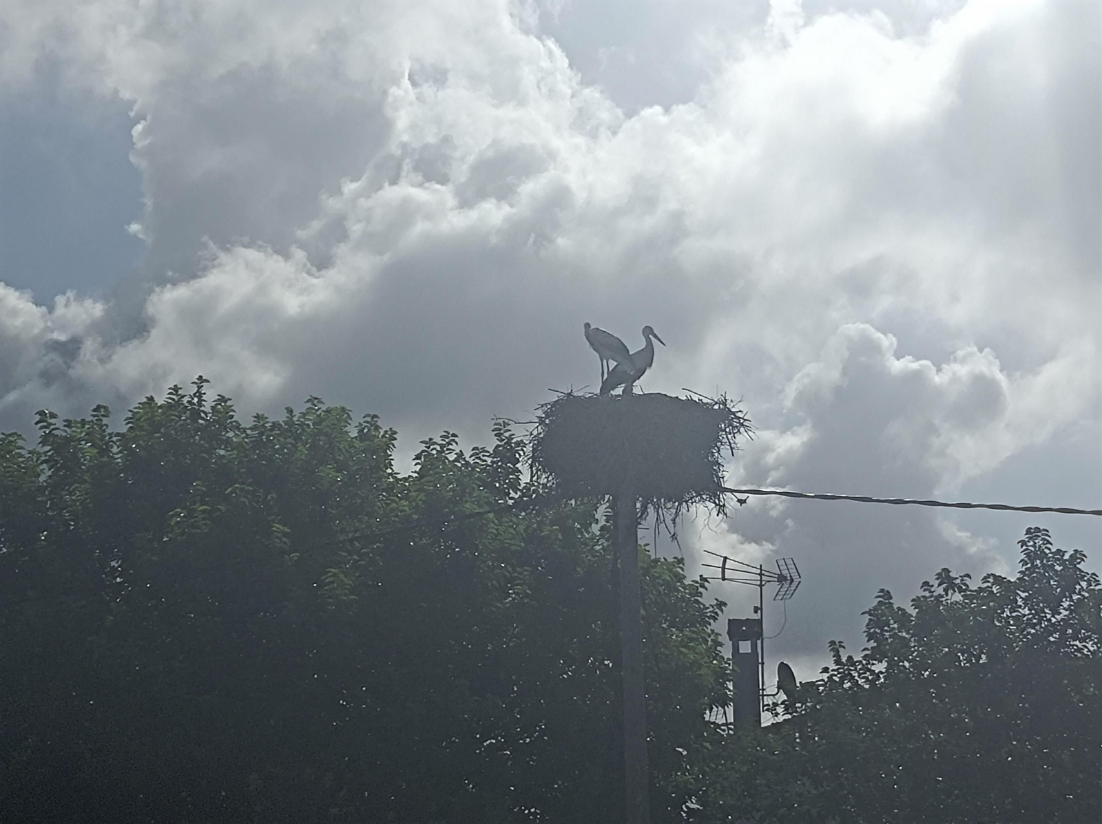 Veremos muchos nidos de Cigüeñas cerca de Los Badalejos