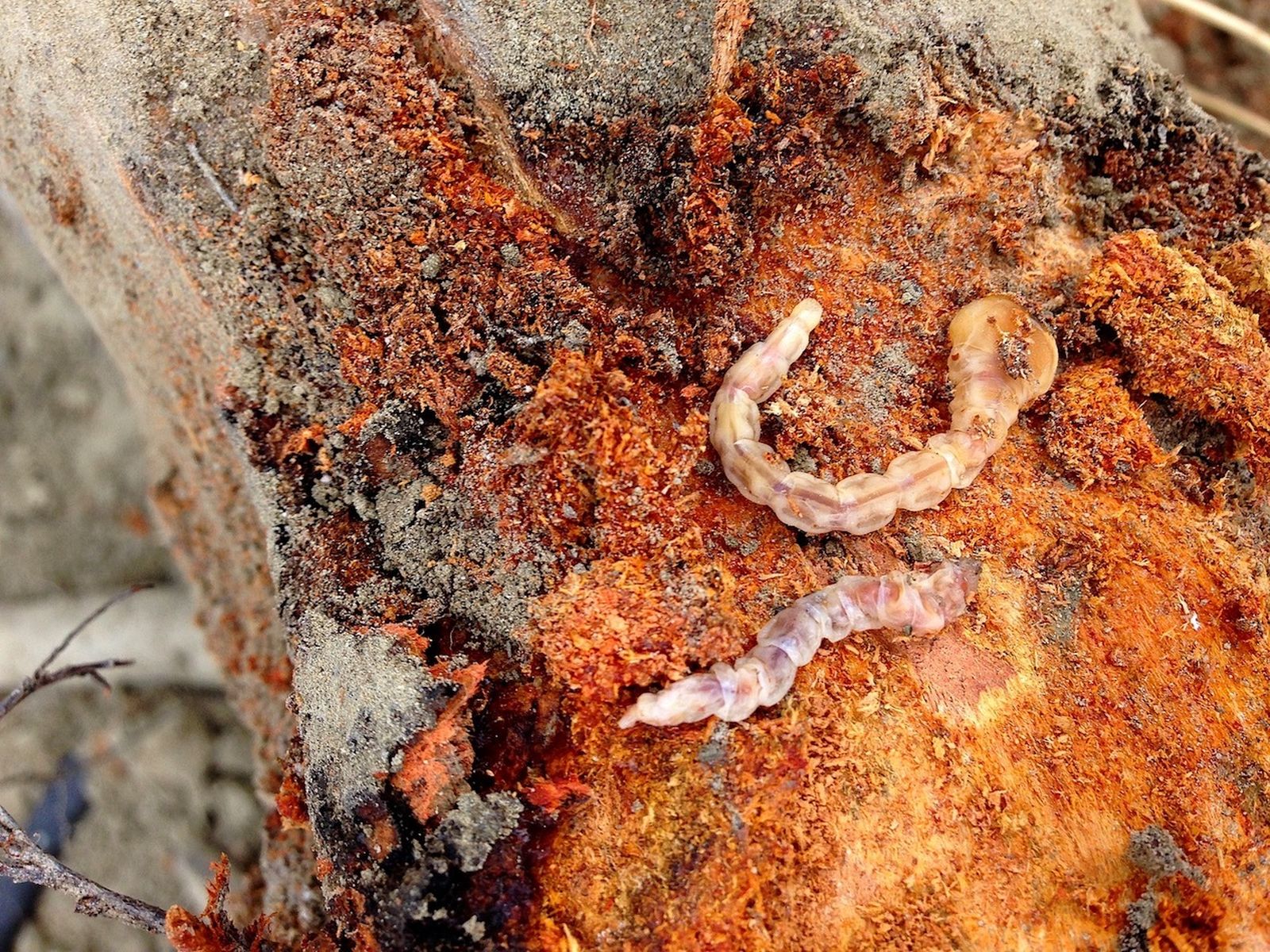 Larvas de gusano cabezudo ocultas en las raíces de un almendro.