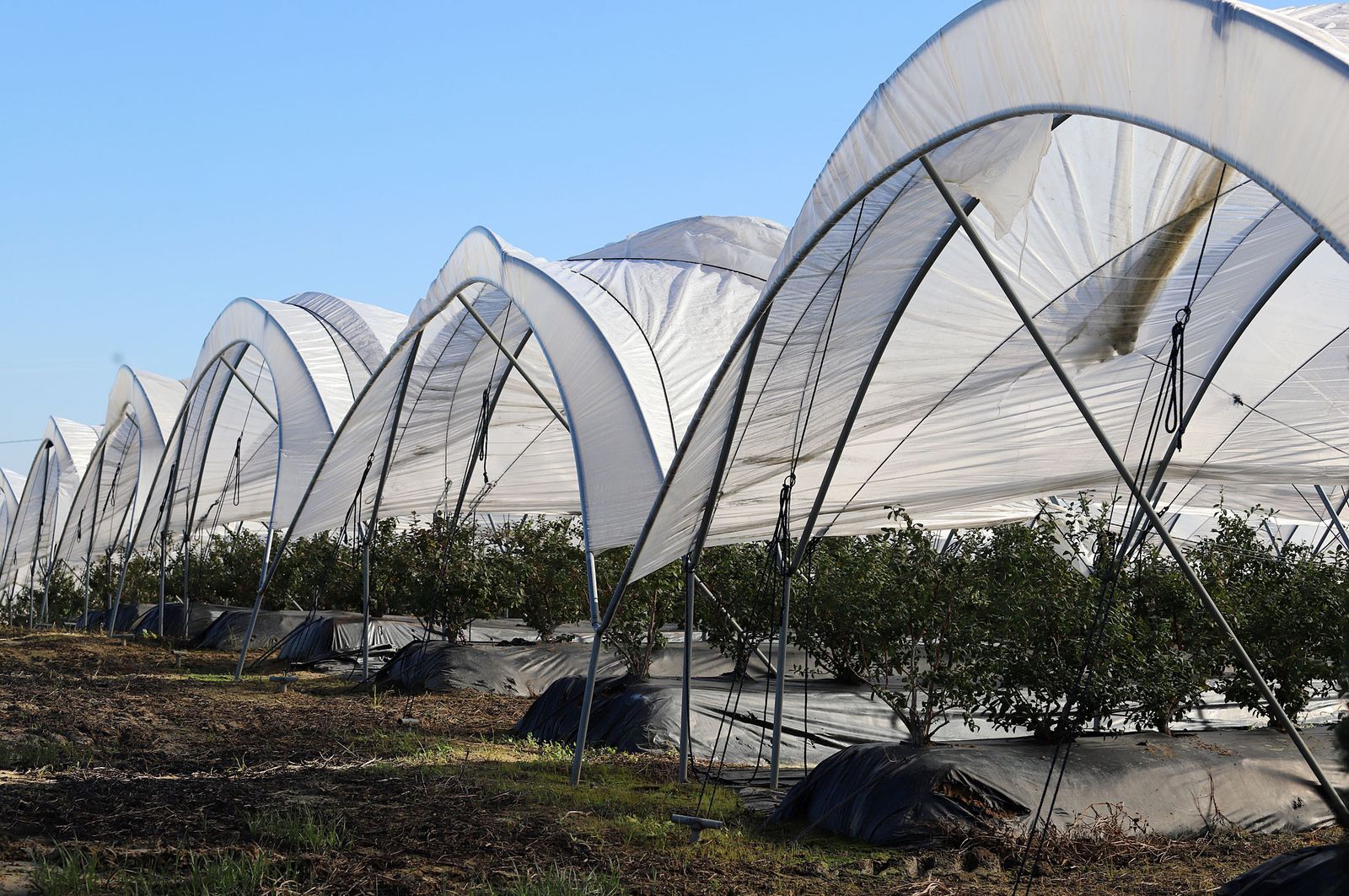 Campo de fresa en la provincia de Huelva.