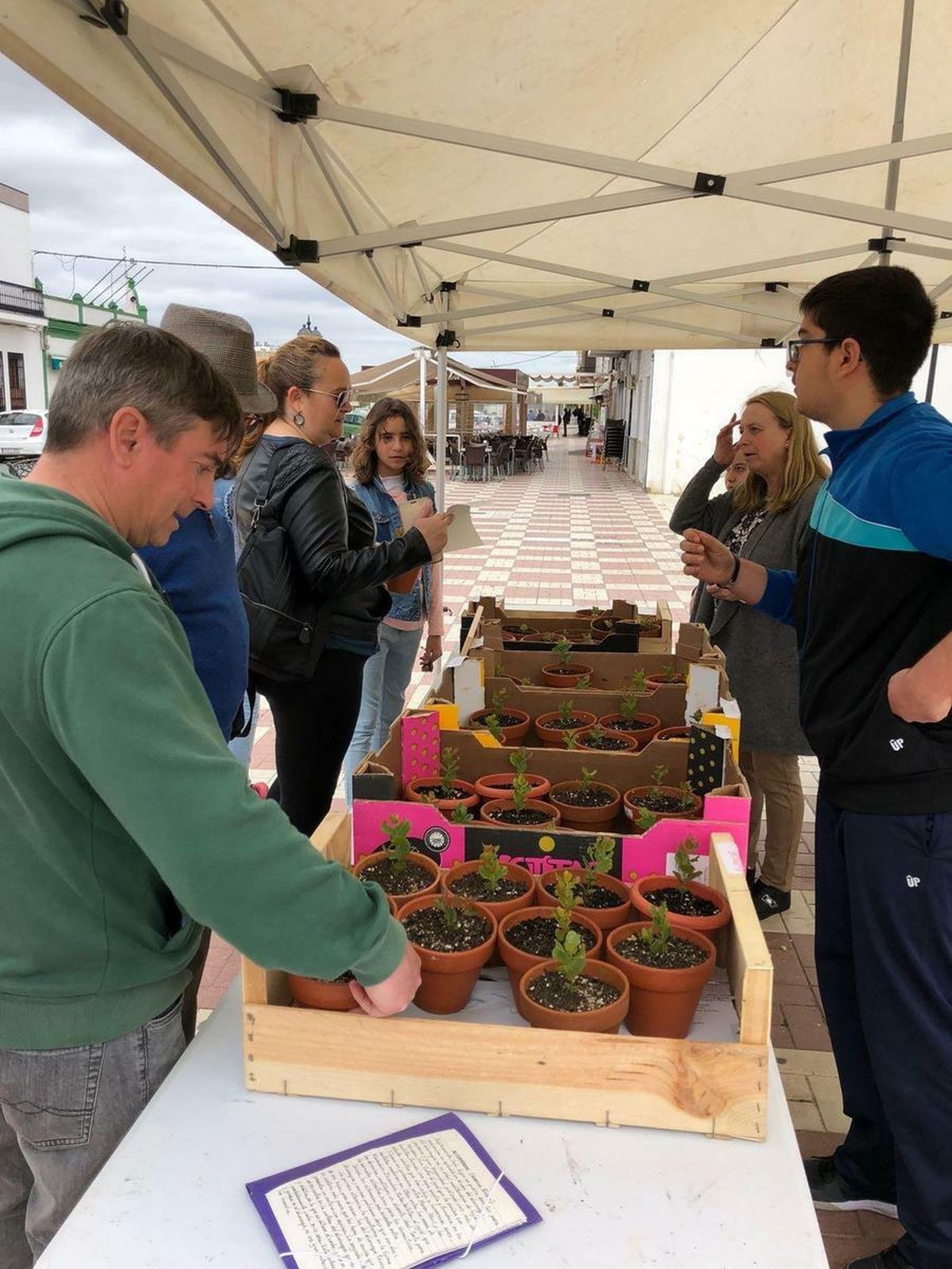 Recogida de árboles en La Puebla del Río.