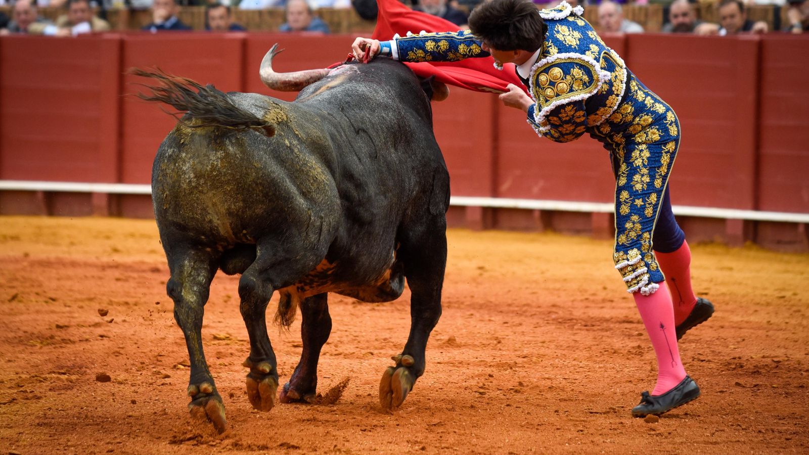 La estocada de Esaú a ‘Charrán’ que le valió una oreja. La estocada de Esaú a ‘Charrán’ que le valió una oreja.