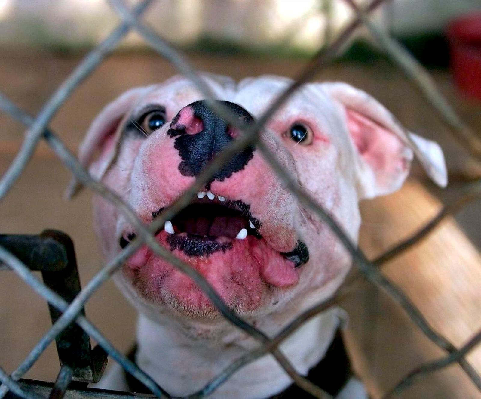 Unos perros potencialmente peligrosos matan a un hombre y sus dueños van a la cárcel