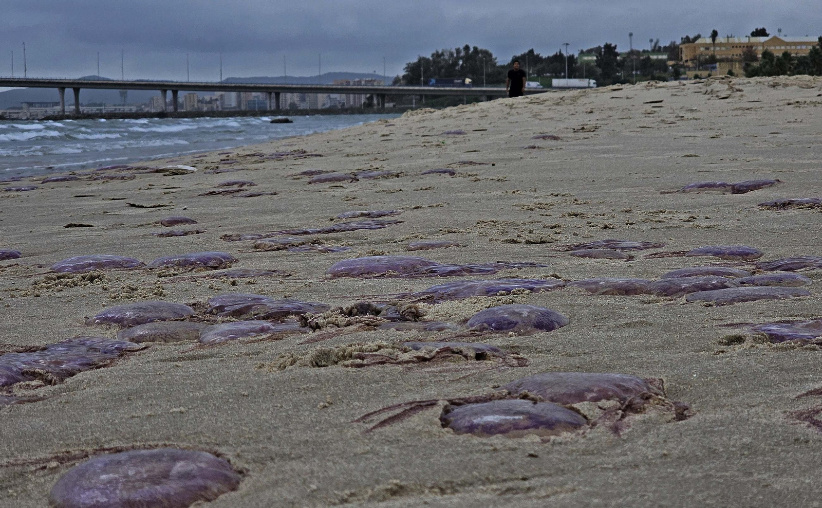 Fotos de las medusas en las playas de Algeciras