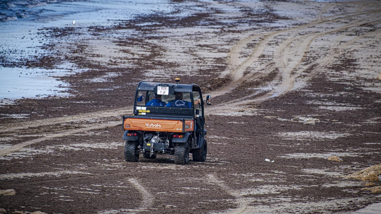 Un manto de alga asiática en Santa María del Mar, en la capital gaditana