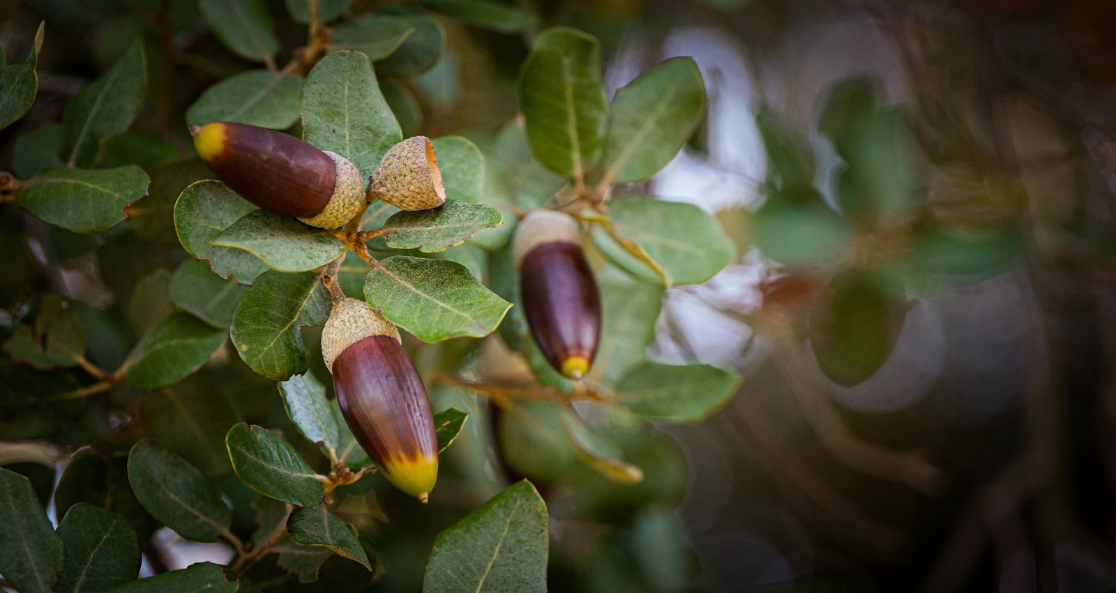 Del campo a la mesa, así son los jamones de Montesierra que vende Mercadona