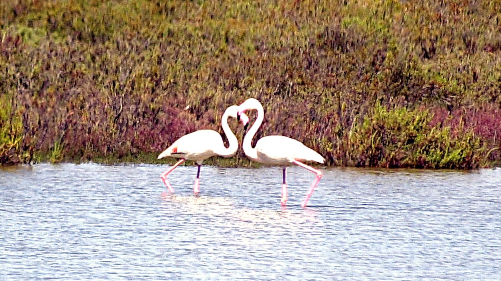 Flamencos en las marismas del Parque de Doñana.
