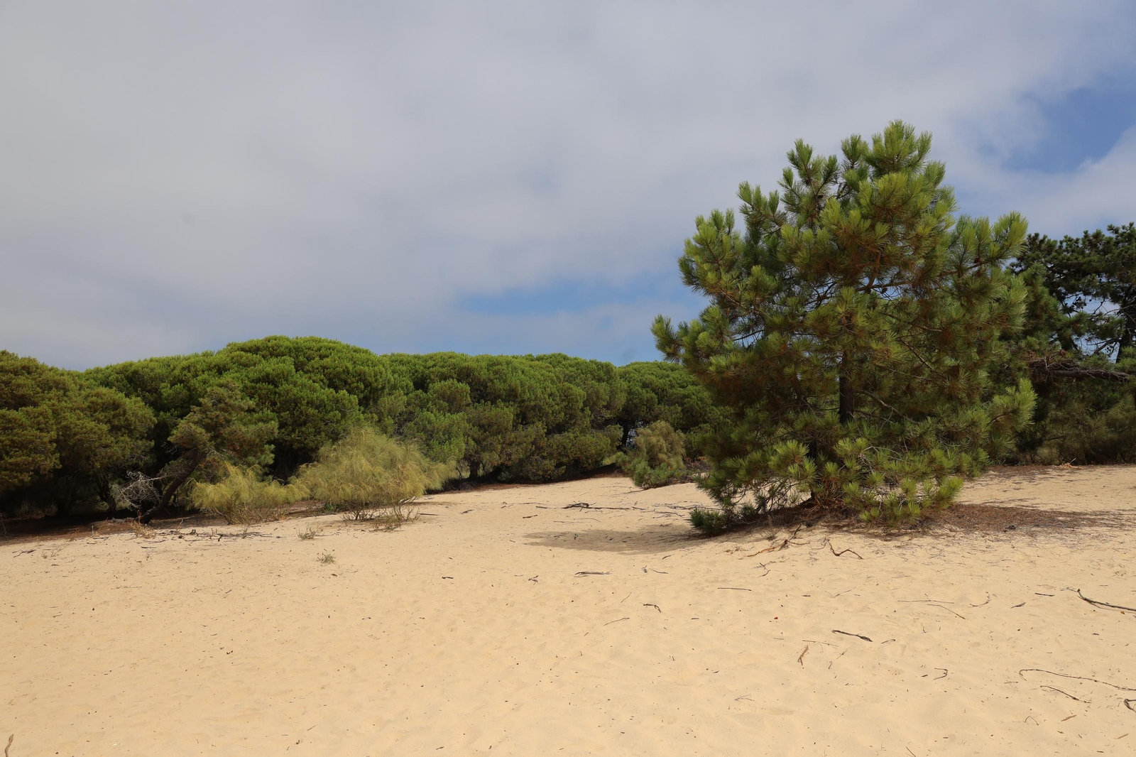 Imágenes de la diversa vegetación de las Dunas del Portil