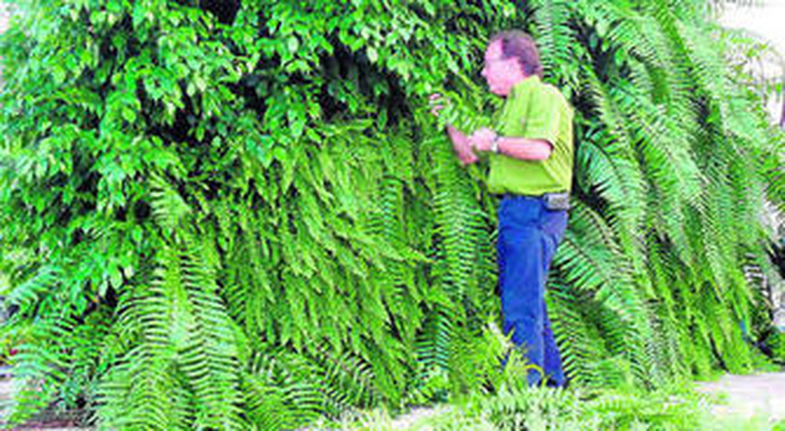 Las paredes vegetales, una nueva fórmula de reducir la contaminación acústica.