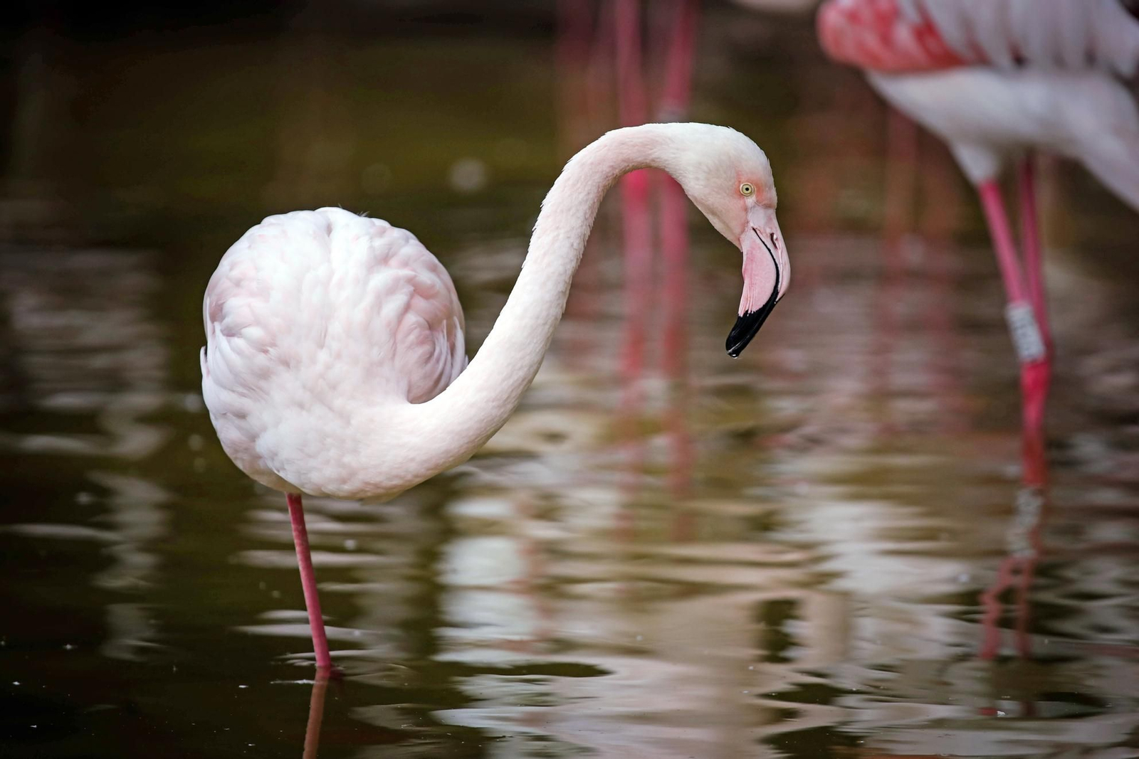 Recorrido gráfico por los 68 años del Zoobotánico en su aniversario