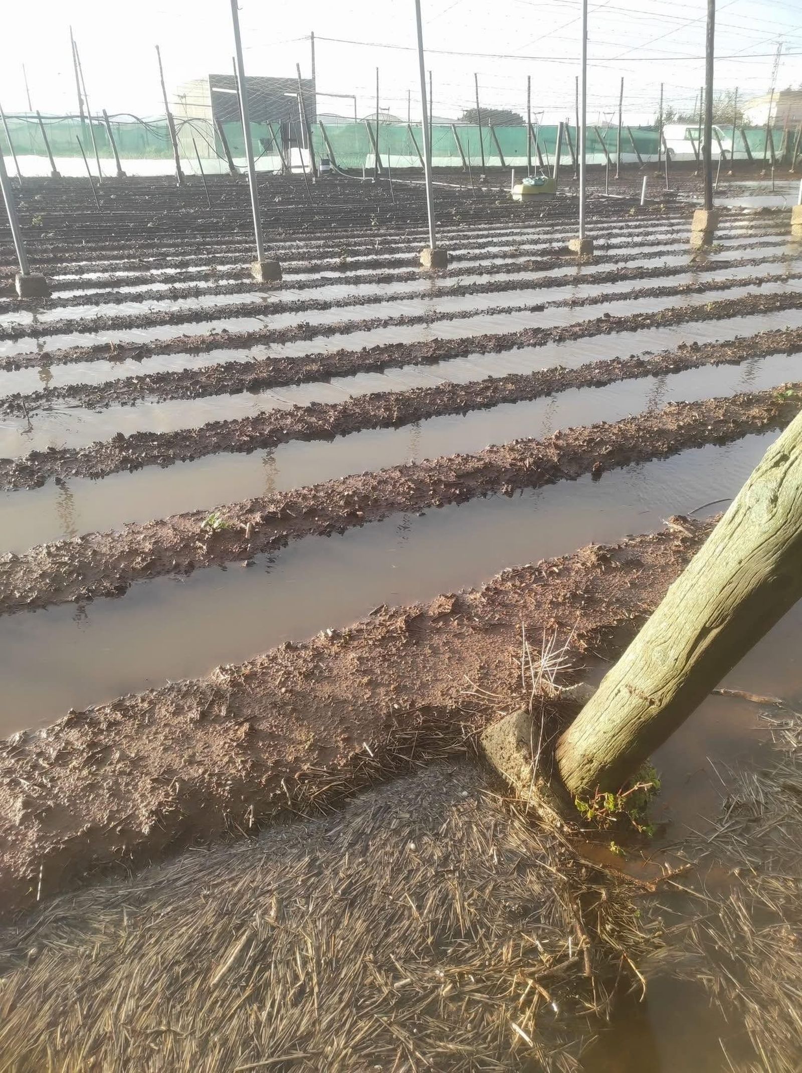 Cultivos anegados en Chipiona