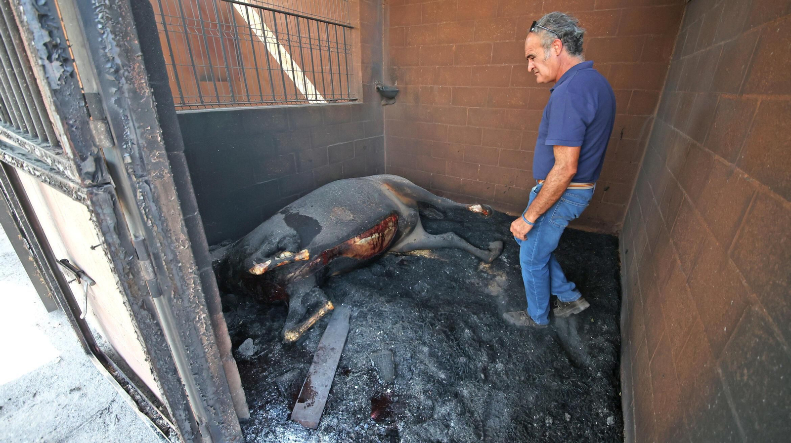 Un caballo calcinado por las llamas.