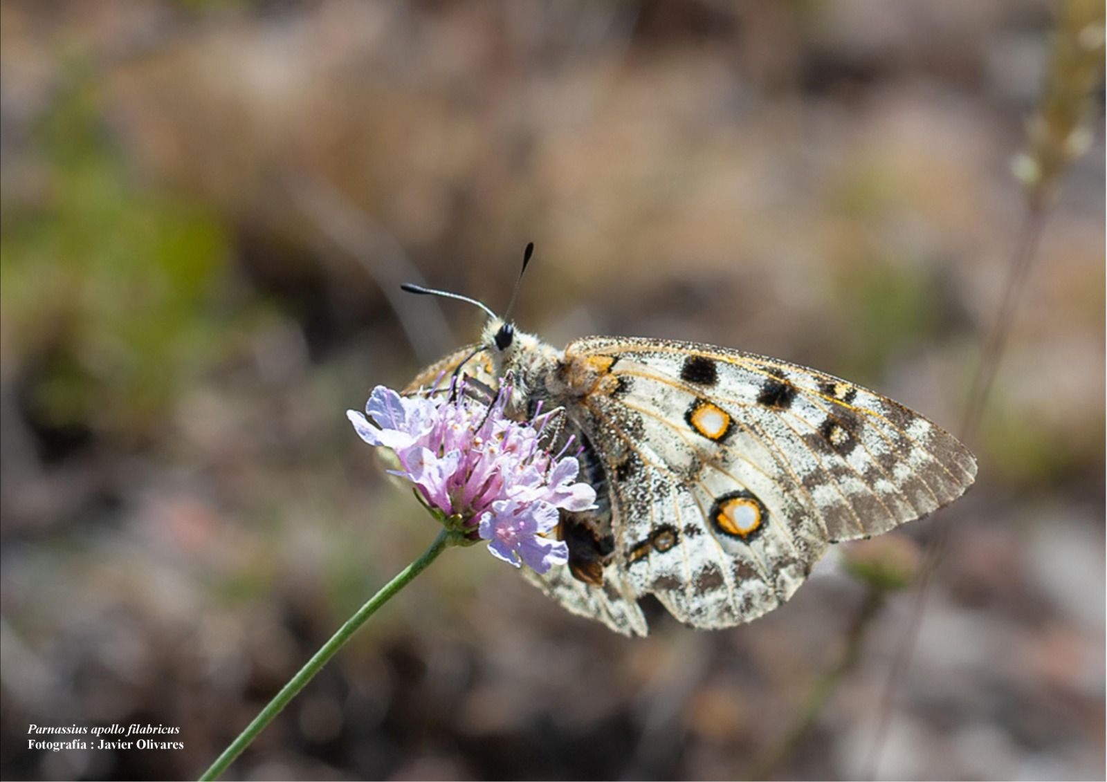La Junta realiza actuaciones forestales para la mejora del hábitat de la mariposa apolo en el Parque Natural Sierra de Baza