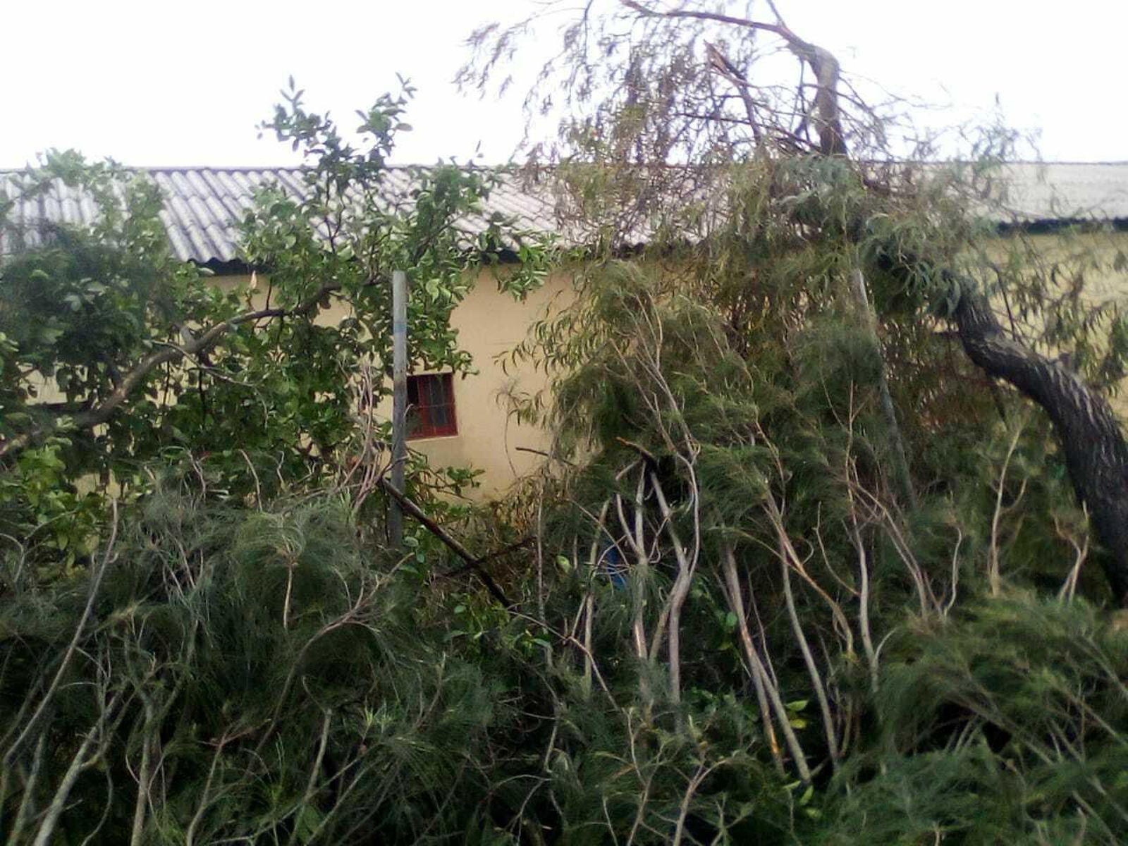 Imagen de árboles caídos sobre el hogar para huérfanos que 'Siloé' tiene en la ciudad de Beira.