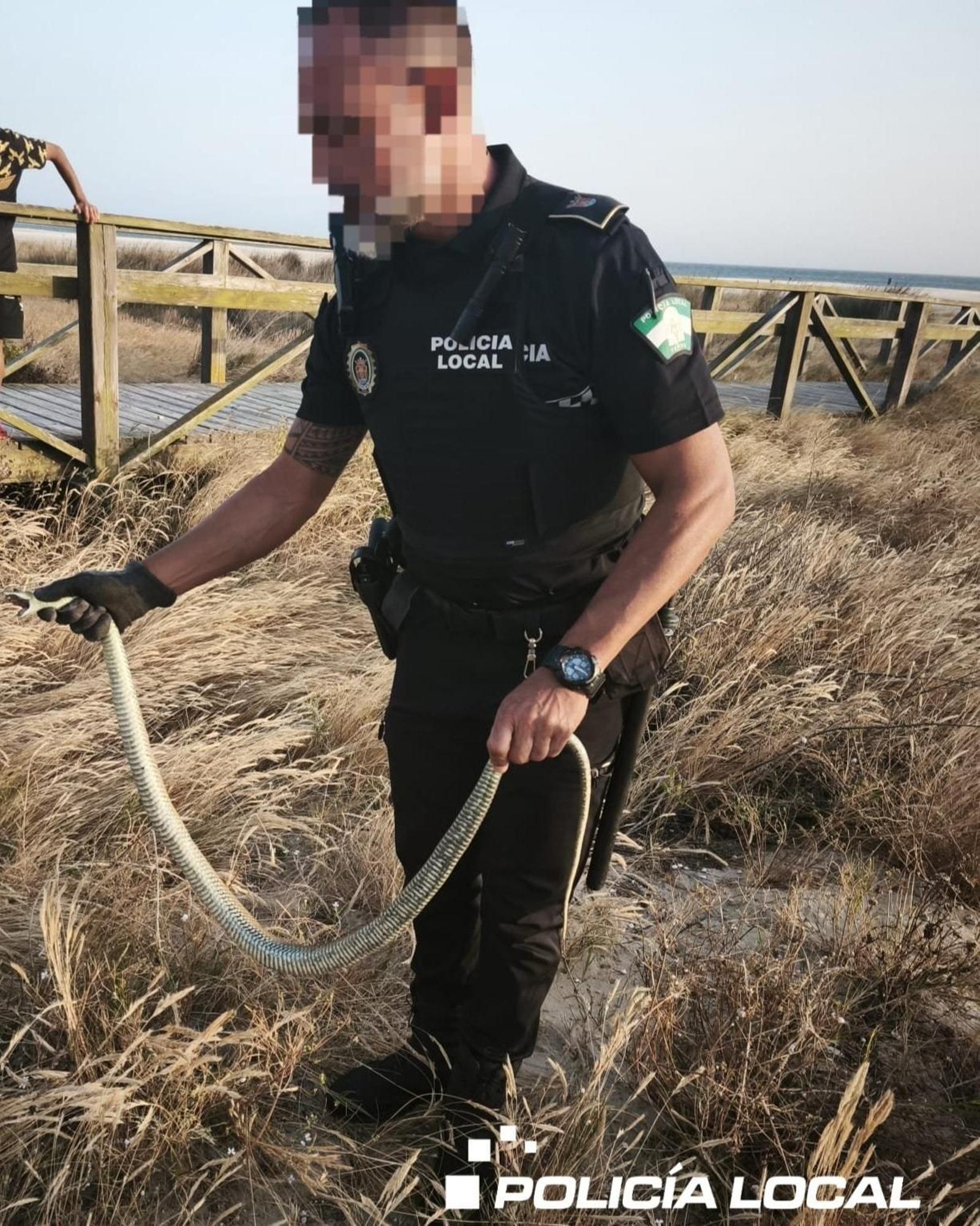 Un agente sostiene a la serpiente.