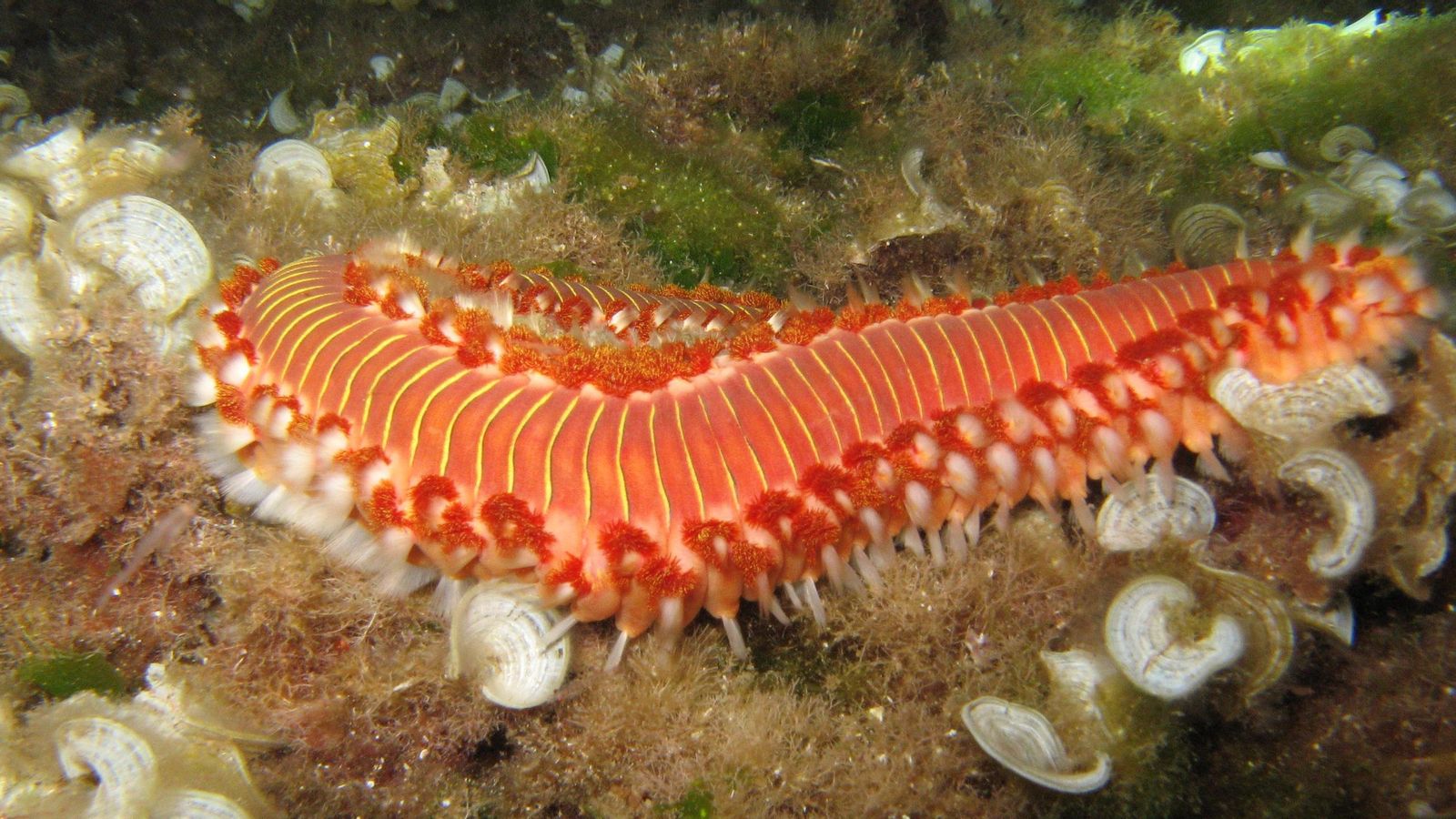 Gusano de fuego ('Hermodice carunculata')