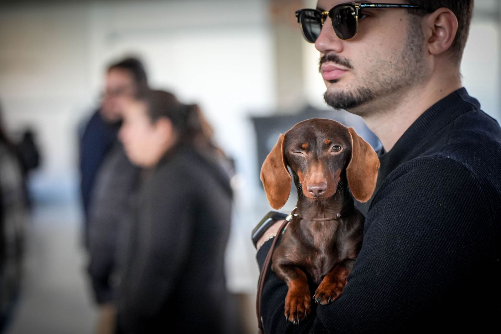 Espectacular exposición canina en Ifeca Jerez, en imágenes