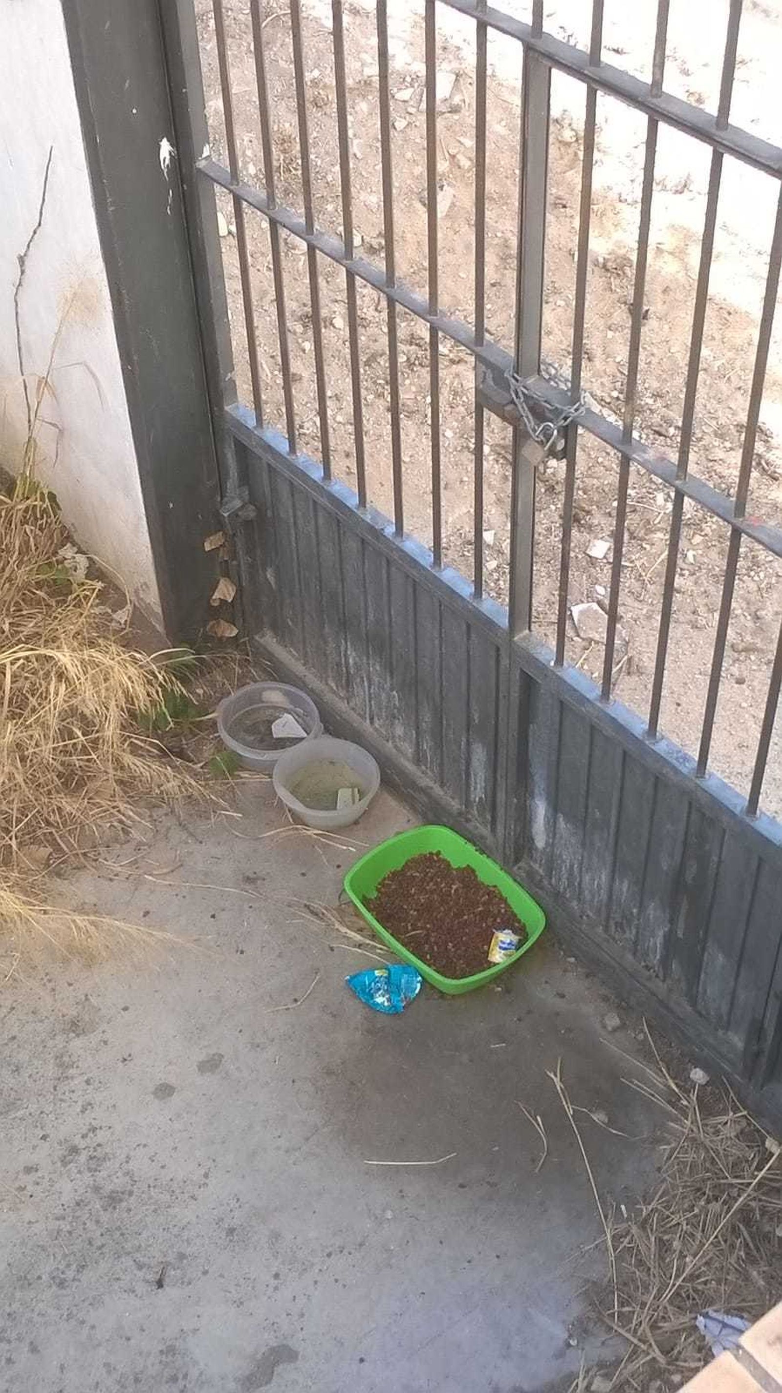 Los voluntarios son partidarios de seguir alimentando a los gatos y controlar la situación a través de la castración.