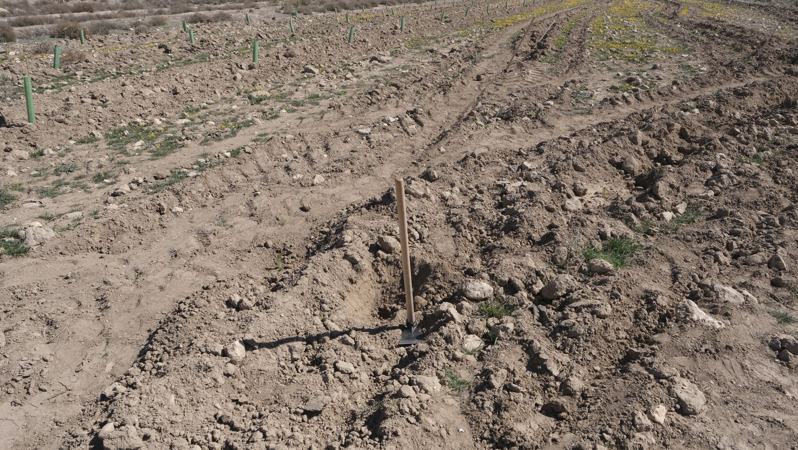 Cajamar pone 'la primera planta' para la reforestación de Sierra María-Los Vélez