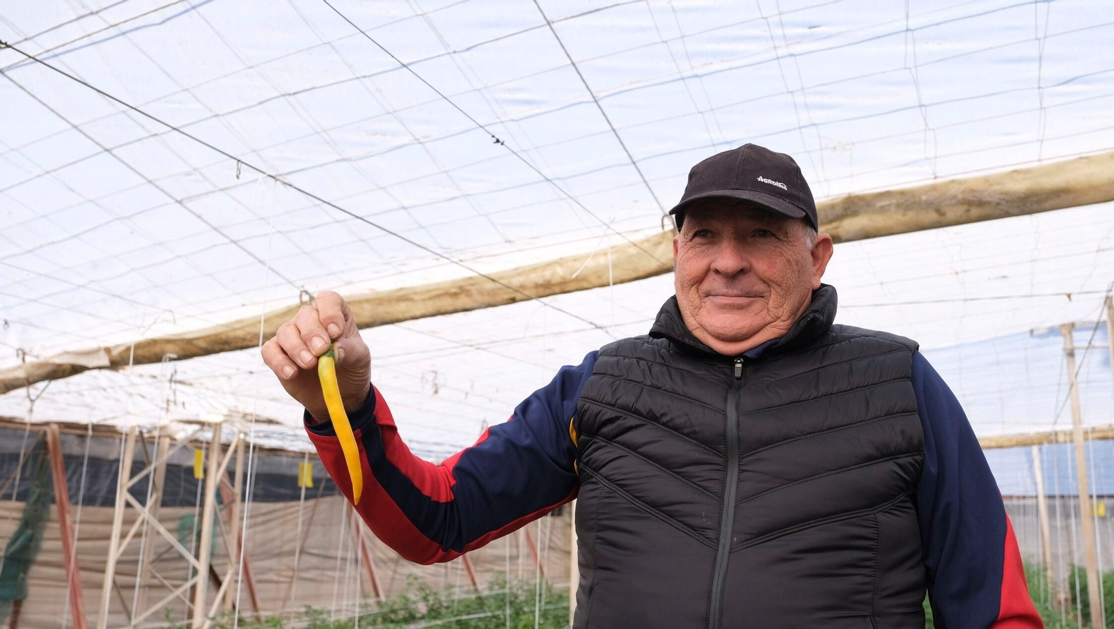 Vea la explotación de pimientos Paco Fernández en La Mojonera