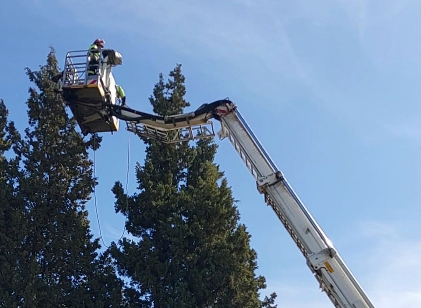 Los Bomberos del Consorcio han desplegado el brazo de una escala articulada para acceder al gato