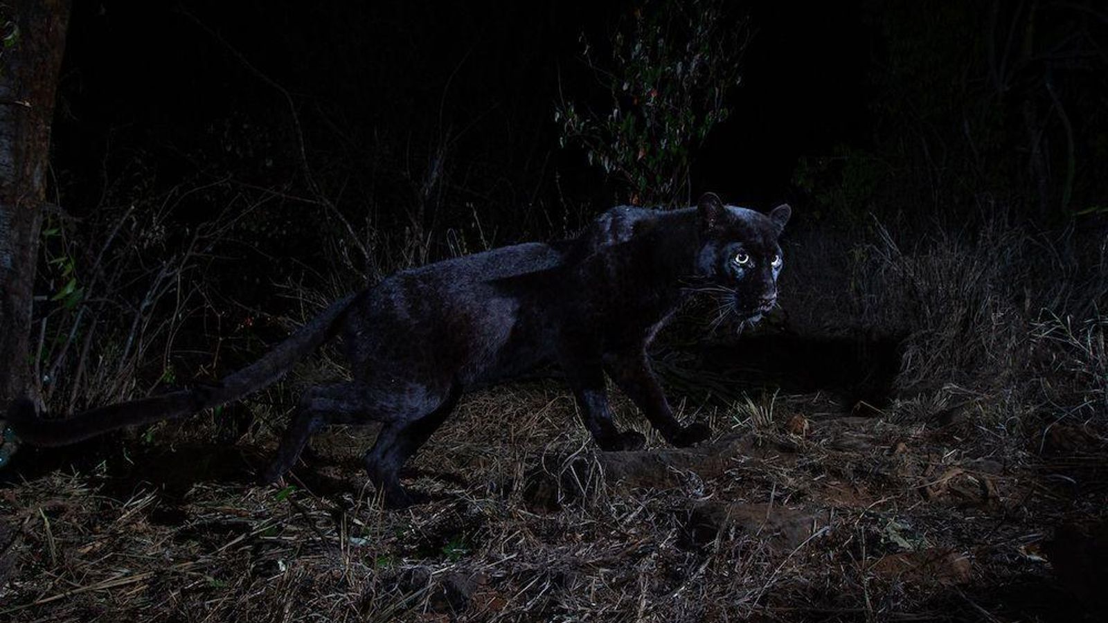El leopardo negro africano